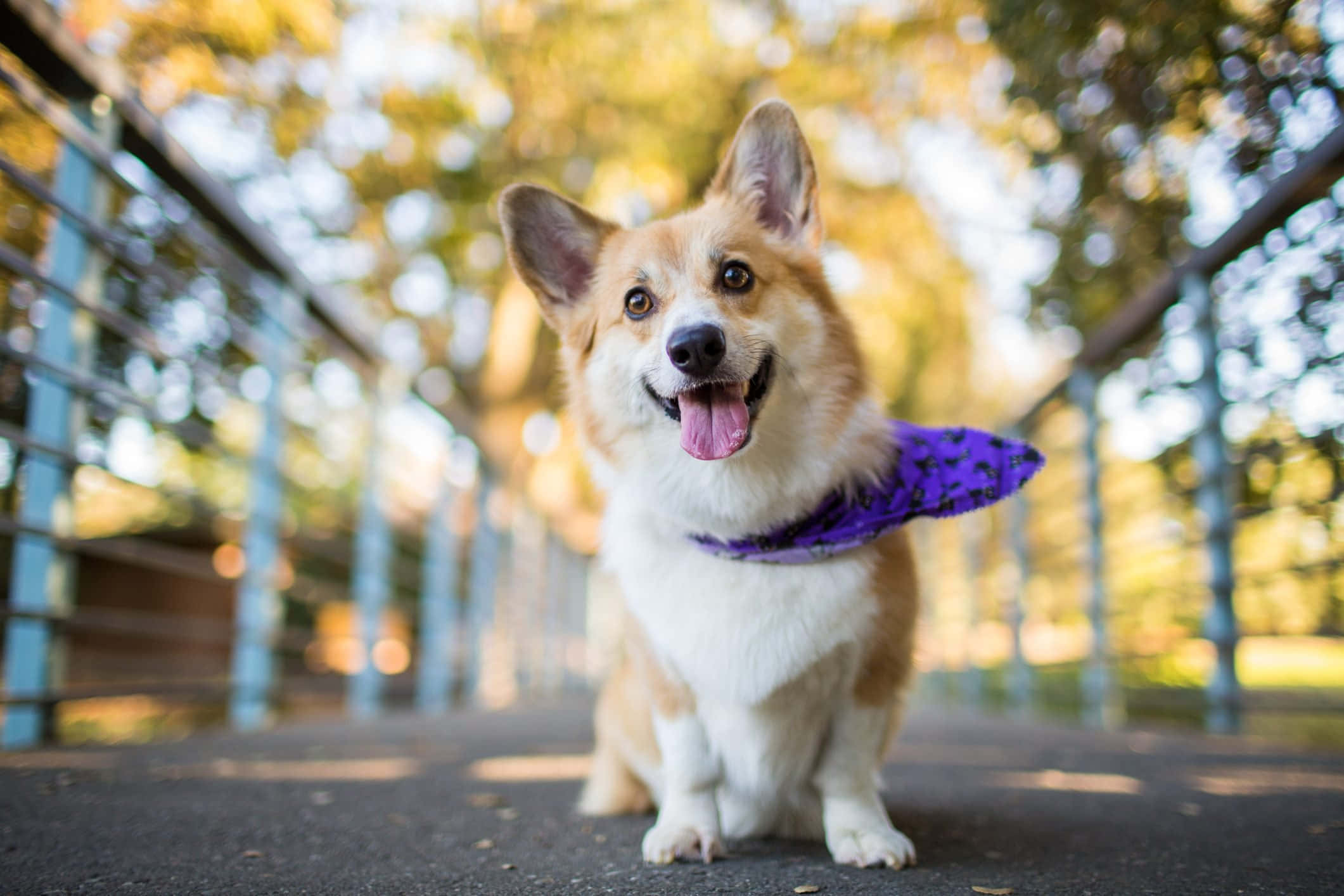 狗 桌布 壁紙 — 一隻快樂的柯基犬戴著紫色頭巾，坐在鋪砌的小路上，背景是金色的秋樹和模糊的欄杆。