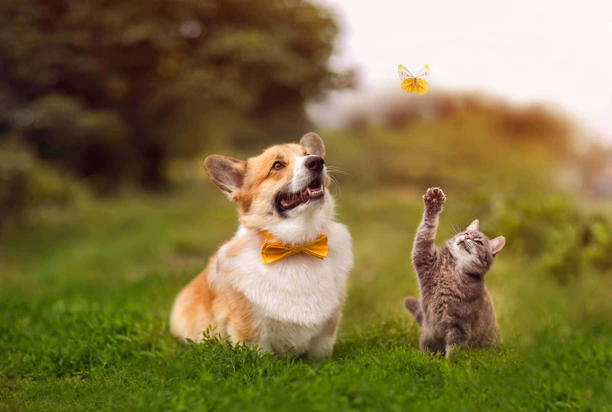 Funny Cat And Dog 桌布 壁紙 — 一隻快樂的柯基犬戴著黃色蝴蝶結，和一隻頑皮的小貓在陽光明媚的草地上伸手抓一隻飛舞的黃色蝴蝶。