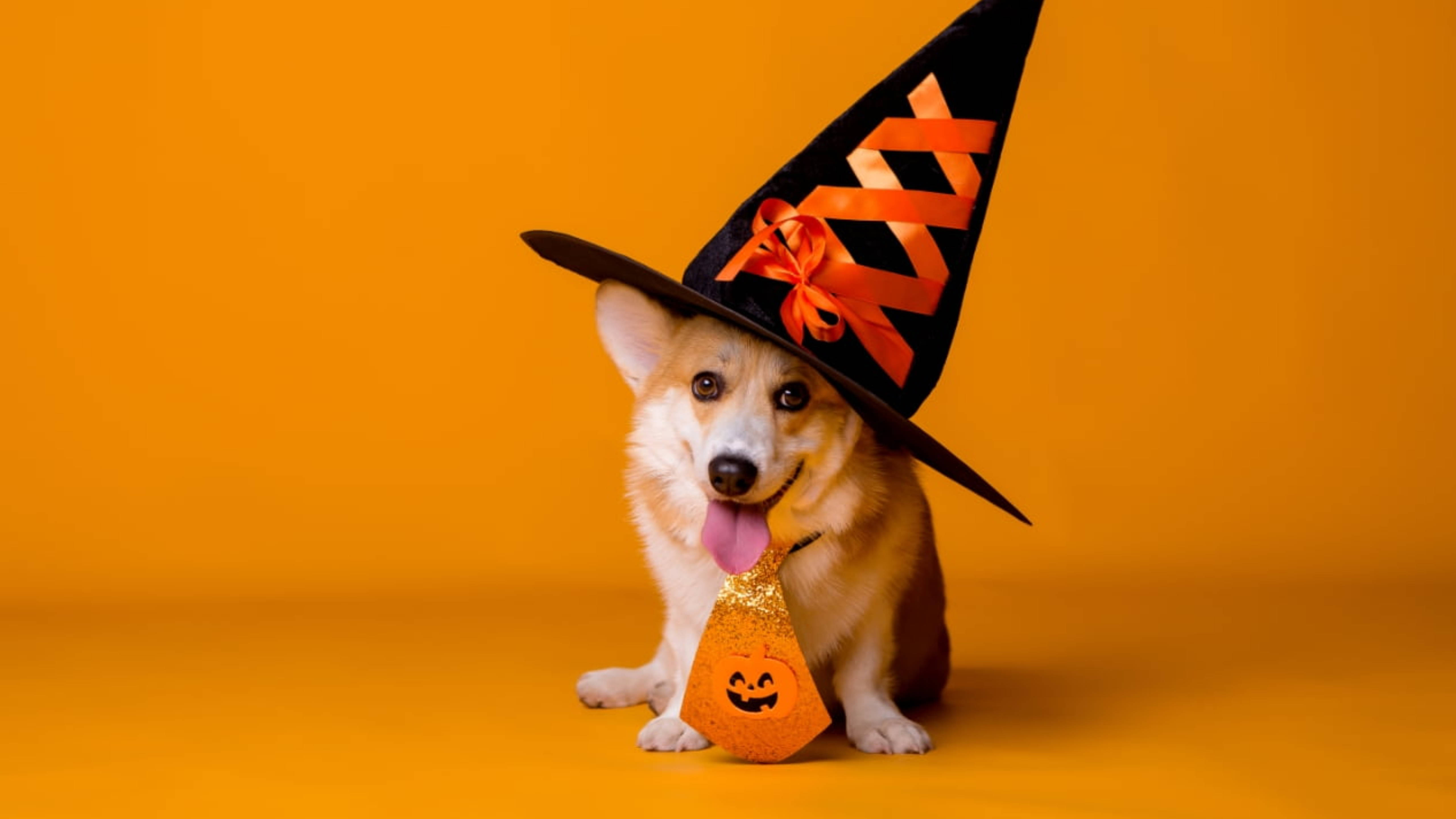 Cute Halloween Desktop 桌布 壁紙 — 一隻快樂的柯基犬戴著黑色女巫帽，帽上有橙色絲帶，拿著傑克南瓜燈袋，背景為純橙色。