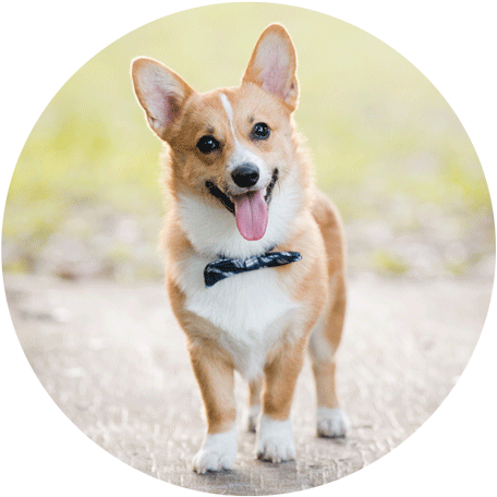 柯基 桌布 壁紙 — 一隻快樂的柯基犬戴著黑色蝴蝶結站在小徑上，伸出舌頭，背景是柔和模糊的綠色。