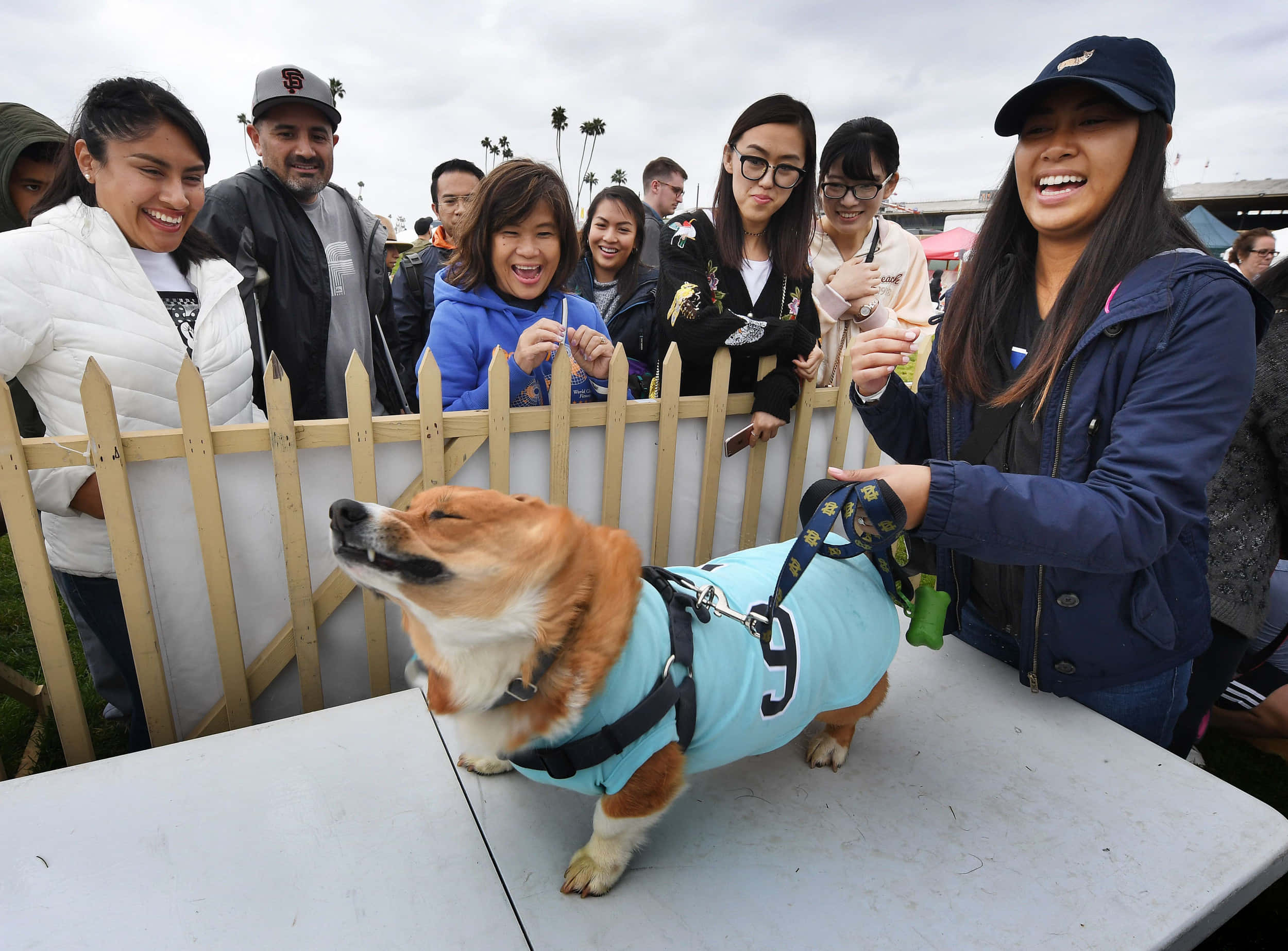 狗 桌布 壁紙 — 一隻快樂的柯基犬穿著淺藍色運動球衣，背號九號，站在桌子上，人們在木柵欄後面笑著觀看。