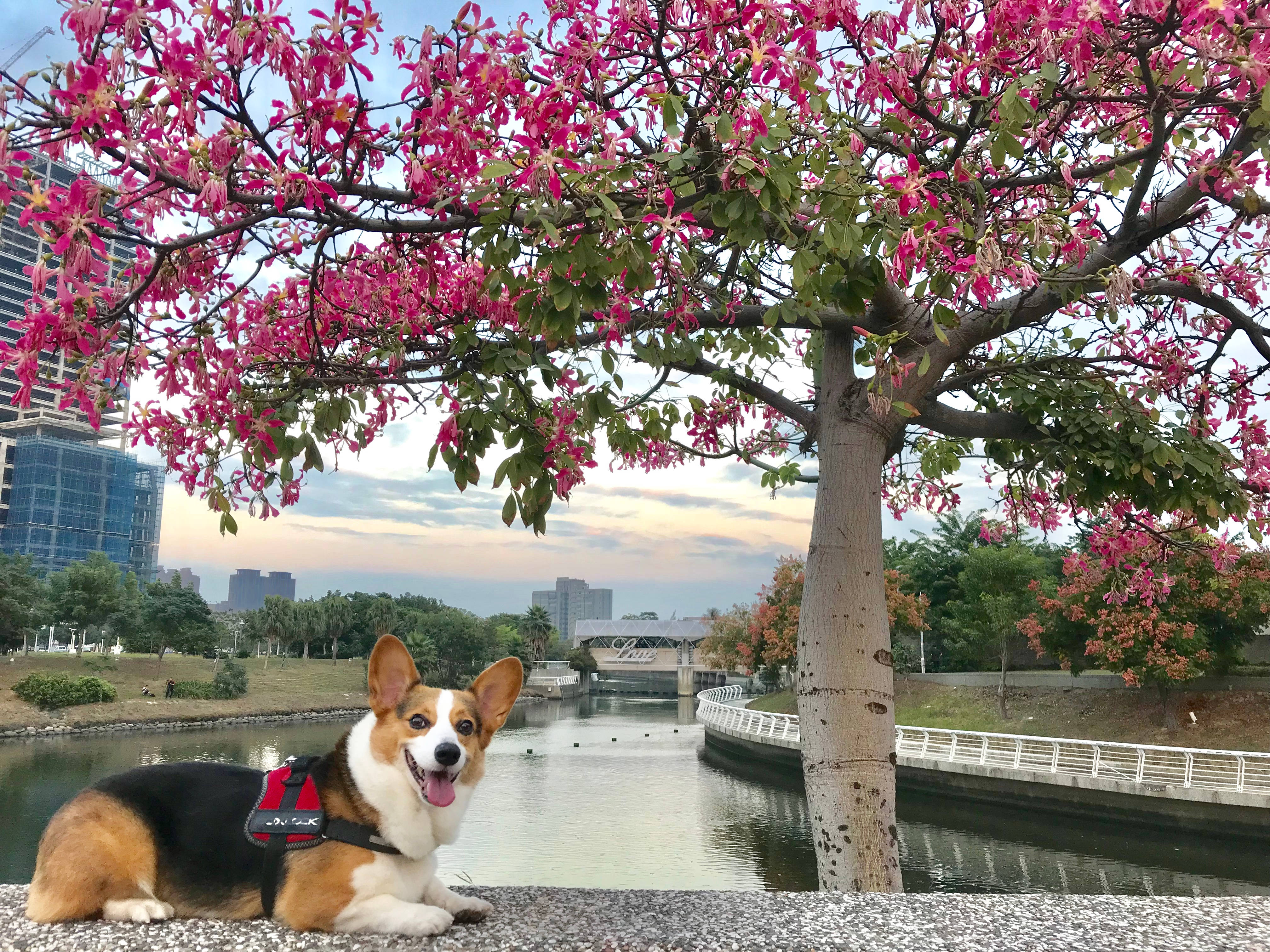 柯基 桌布 壁紙 — 一隻快樂的柯基犬穿著紅色胸背帶，在黃昏時分於平靜的運河旁一棵鮮豔的粉紅色開花樹下休息，背景是城市建築。