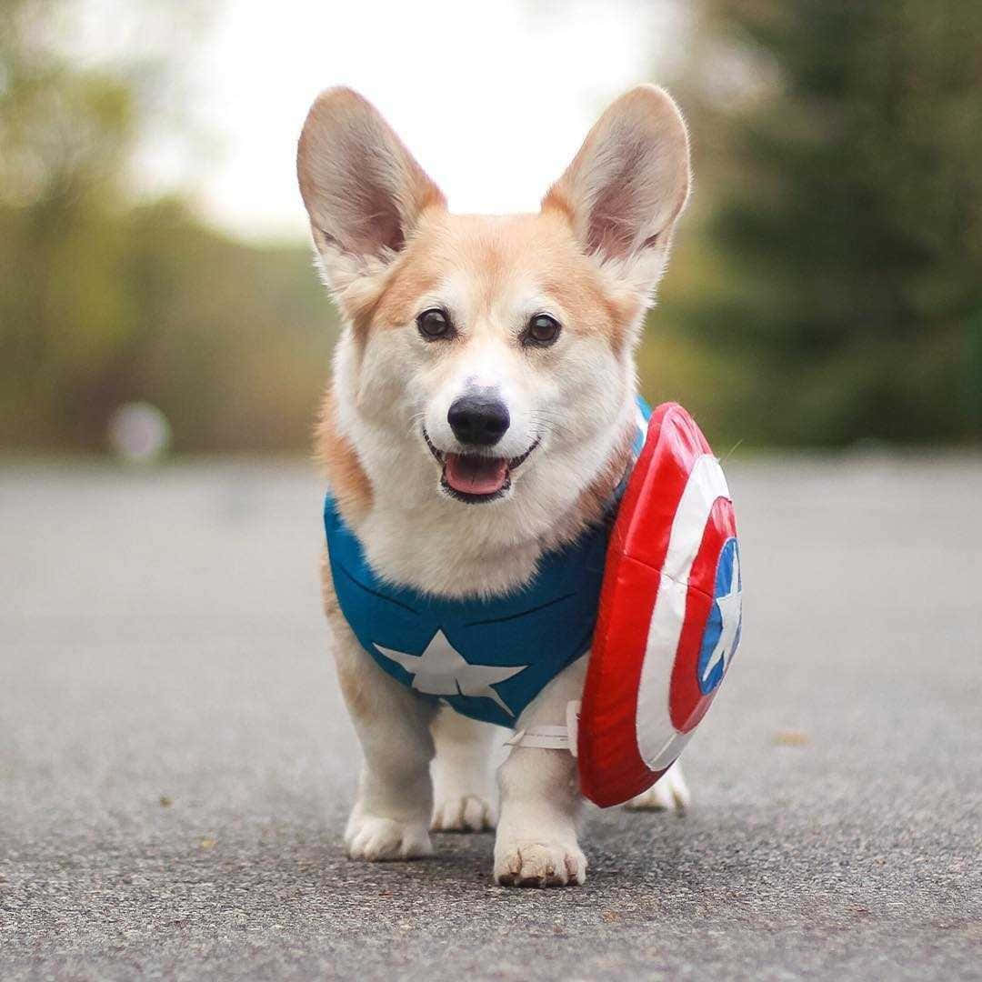Corgi Funny 桌布 壁紙 — 一隻快樂的柯基犬穿著美國隊長服裝，手持盾牌，在鋪砌的小路上行走。