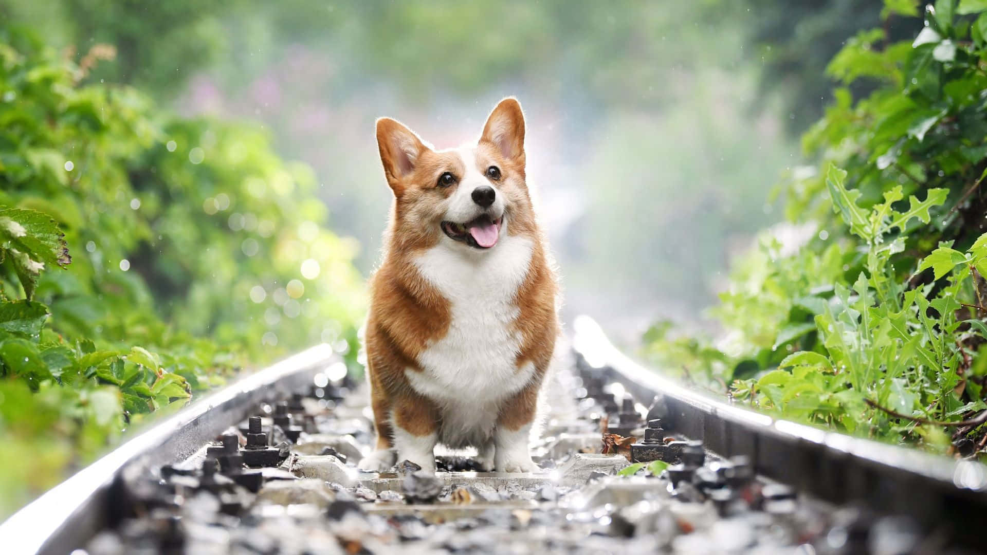 柯基 桌布 壁紙 — 一隻快樂的柯基犬站在潮濕的鐵路軌道上，周圍是霧氣森林中茂密的綠色樹葉。