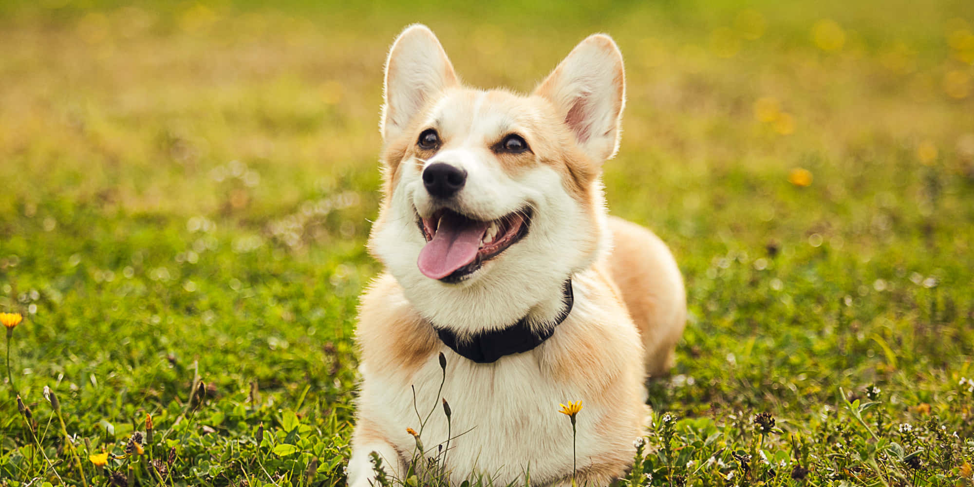 狗 桌布 壁紙 — 一隻快樂的柯基犬豎起耳朵，伸出粉紅色舌頭，躺在陽光普照、點綴著黃花的草地上。