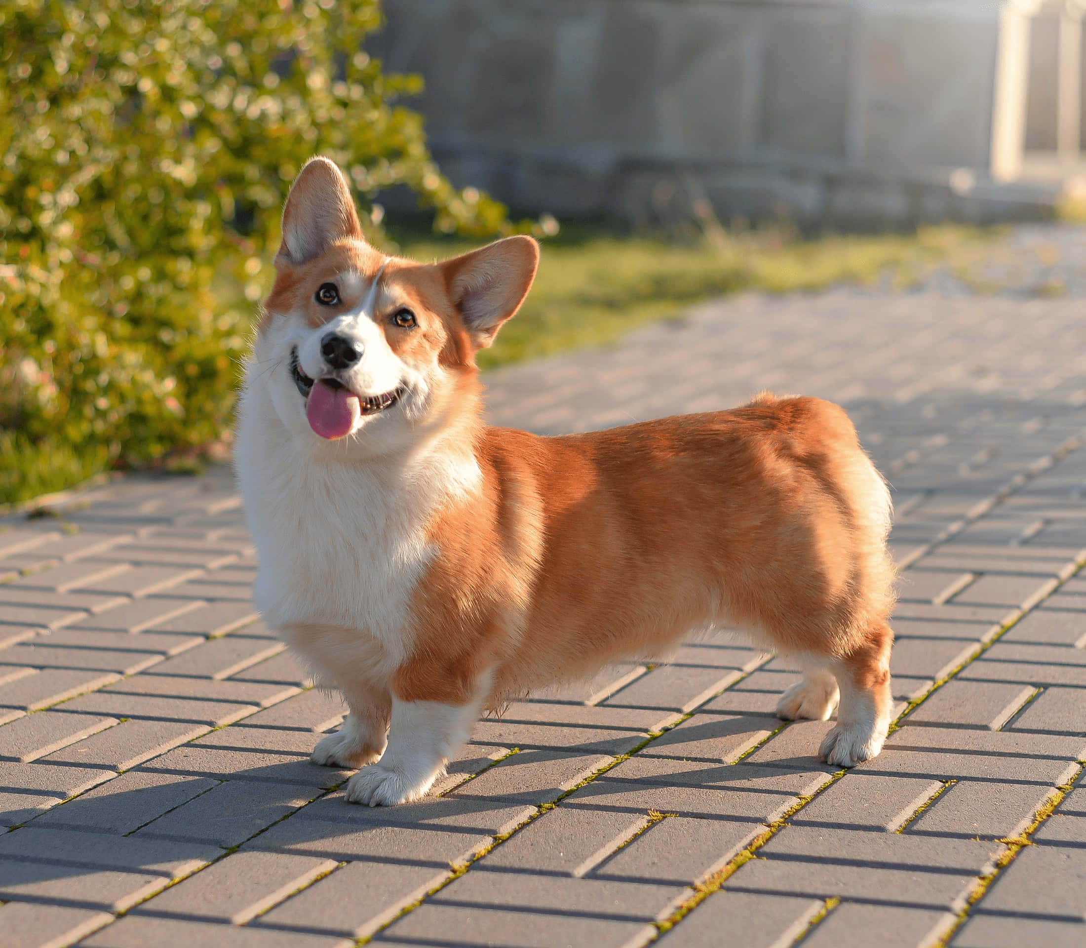 狗 桌布 壁紙 — 一隻快樂的柯基犬豎起耳朵，伸出粉紅色舌頭，站在陽光普照的磚砌小徑上，周圍綠意盎然。