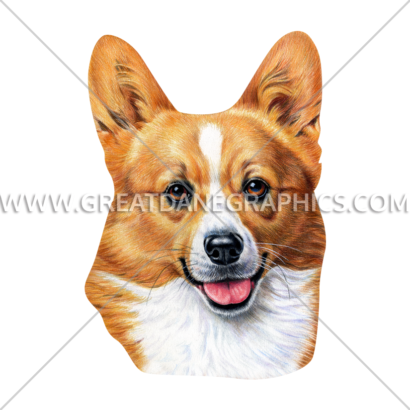 柯基 桌布 壁紙 — 一隻快樂的柯基犬豎起耳朵，伸出粉紅色舌頭，在純灰色背景上微笑。