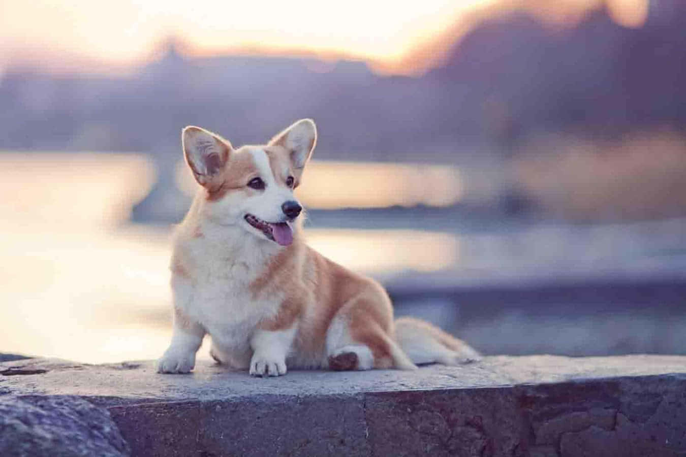 狗 桌布 壁紙 — 一隻快樂的柯基犬豎起耳朵、伸出舌頭，坐在石頭邊緣，金色夕陽照亮了身後模糊的水面和遠山。