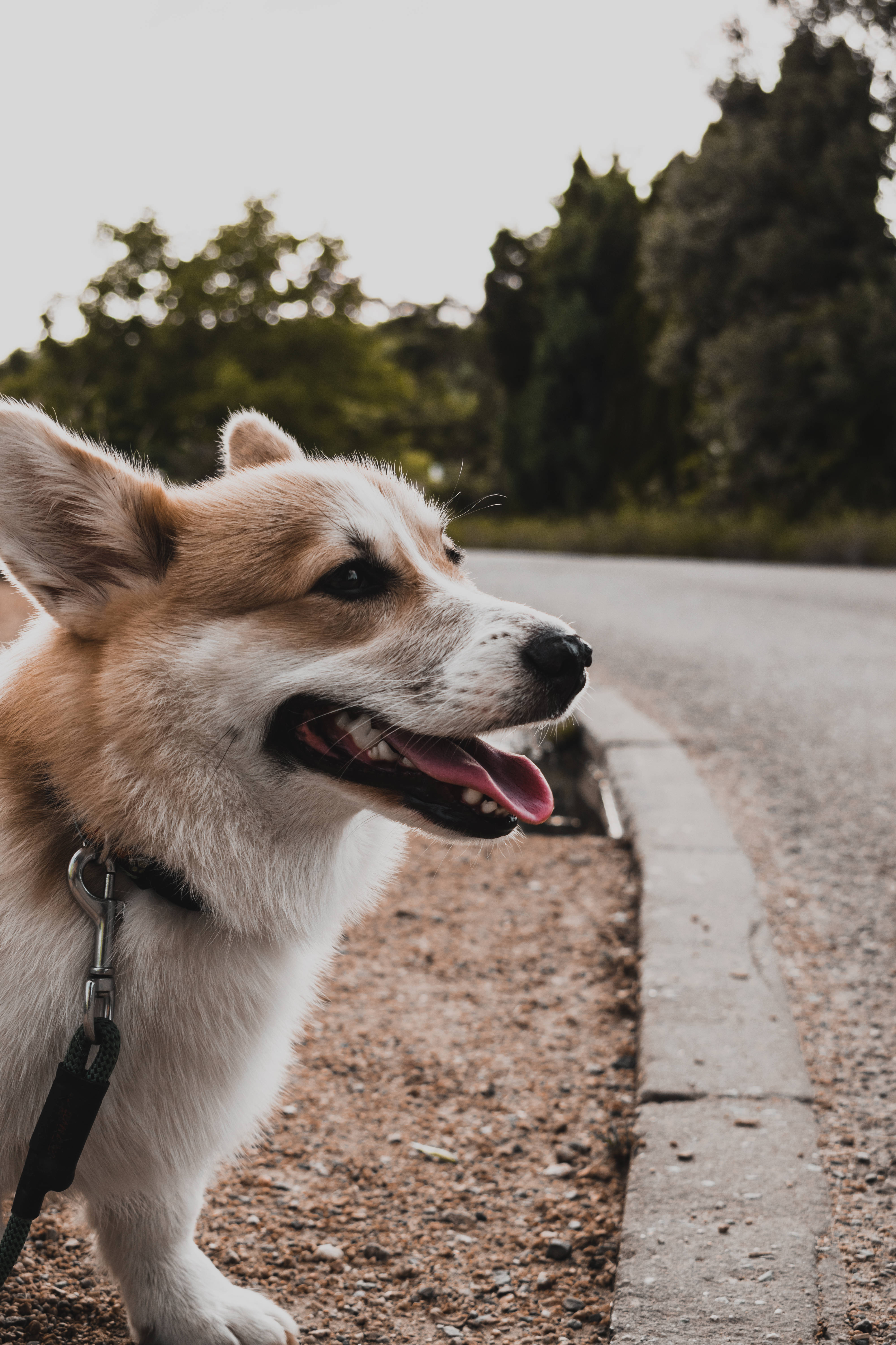 柯基 桌布 壁紙 — 一隻快樂的柯基犬豎起耳朵、伸出舌頭，站在一條碎石小徑上，旁邊是馬路，背景有樹木柔焦。
