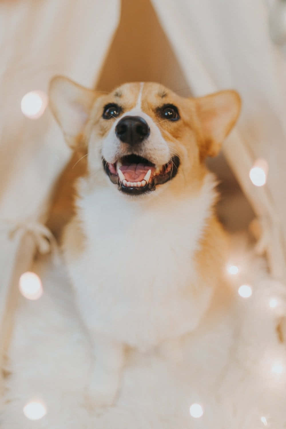 柯基 桌布 壁紙 — 一隻快樂的柯基犬豎起耳朵，咧嘴大笑，坐在一個舒適的白色帳篷內，帳篷裝飾著柔和發光的仙女燈。