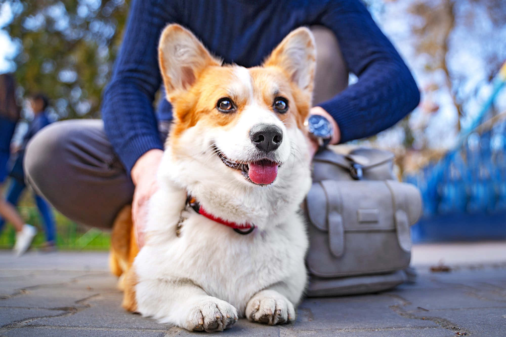 狗 桌布 壁紙 — 一隻快樂的柯基犬豎起耳朵，戴著紅色項圈，坐在人行道上，有人一邊撫摸牠一邊拿著灰色袋子。