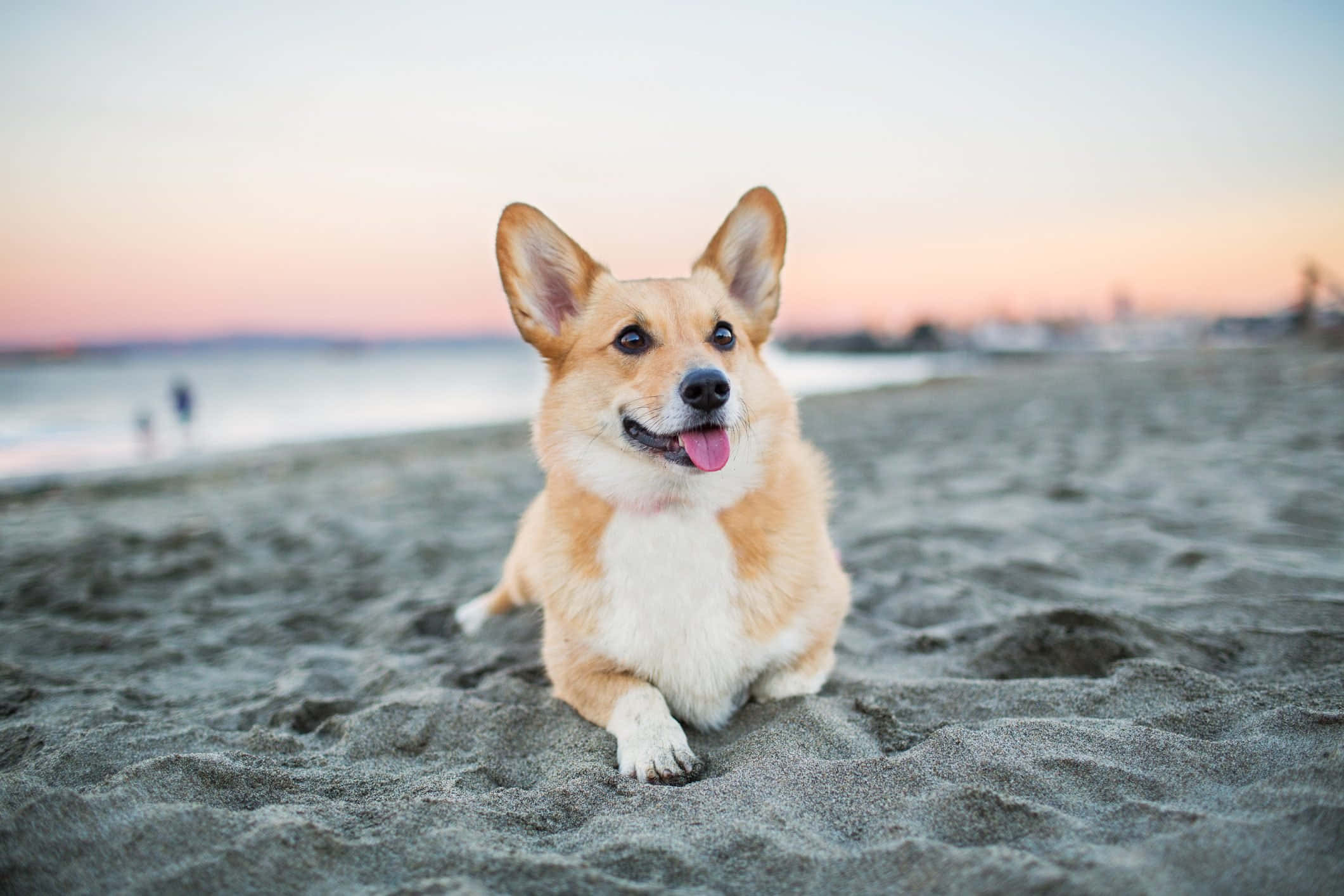 狗 桌布 壁紙 — 一隻快樂的柯基犬豎起耳朵伸出舌頭，坐在日落海灘的濕沙上。