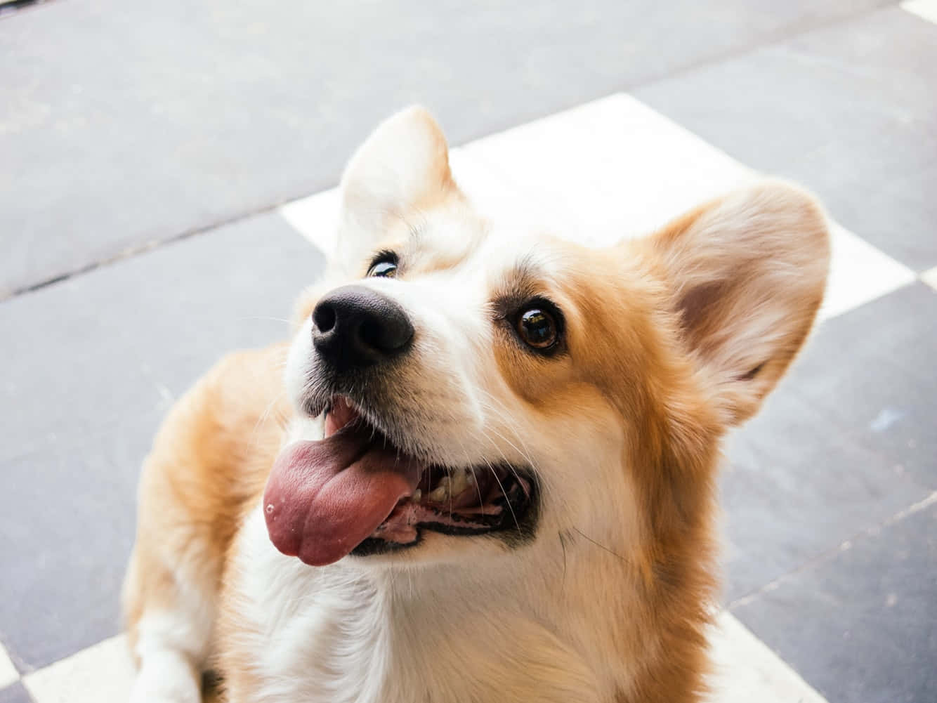 狗 桌布 壁紙 — 一隻快樂的柯基犬豎起耳朵伸出舌頭，在格子圖案的人行道上愉快地向上看。