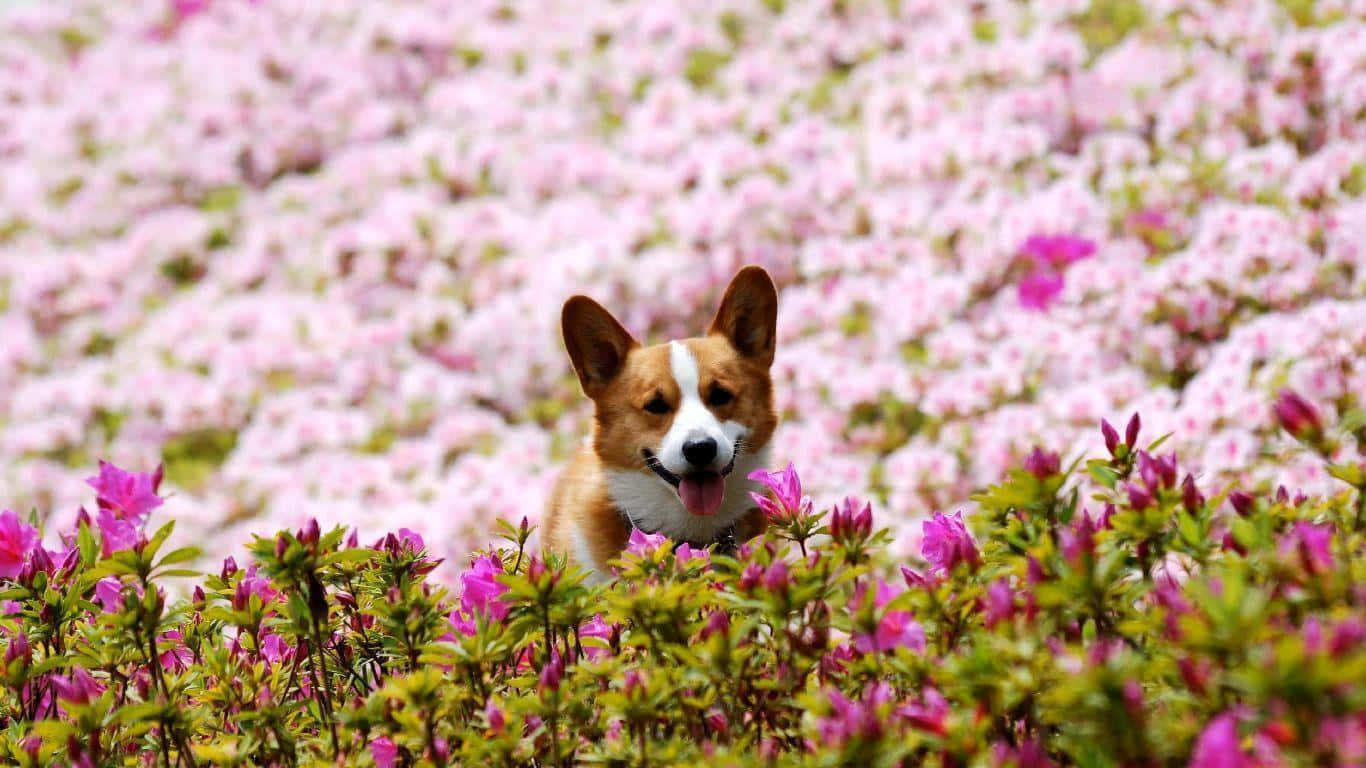 柯基 桌布 壁紙 — 一隻快樂的柯基犬豎起耳朵伸出舌頭，愉快地坐在茂盛花園中鮮豔的粉紅色杜鵑花叢中。