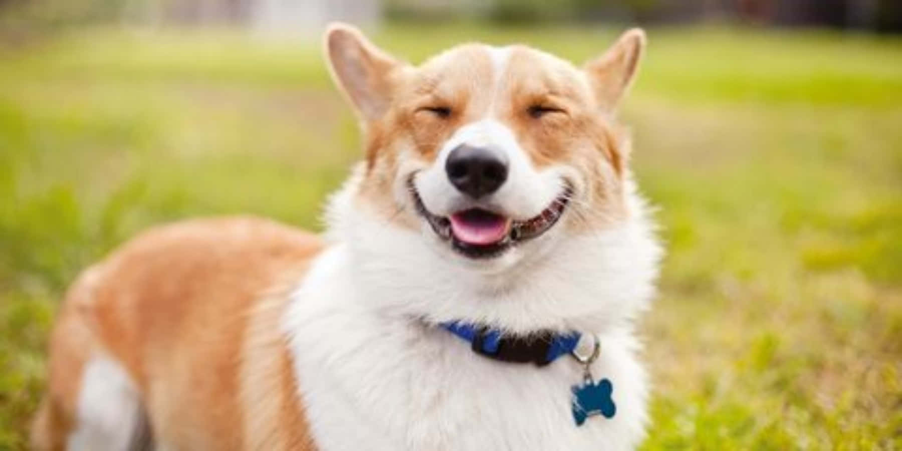 狗 桌布 壁紙 — 一隻快樂的柯基犬閉上眼睛伸出舌頭，在陽光明媚的草地上開心地微笑。