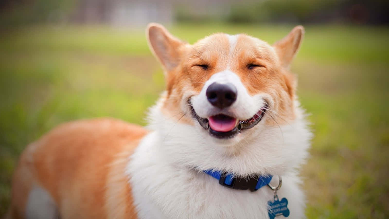 狗 桌布 壁紙 — 一隻快樂的柯基犬閉著眼睛張開嘴巴，在草地上開心地微笑。