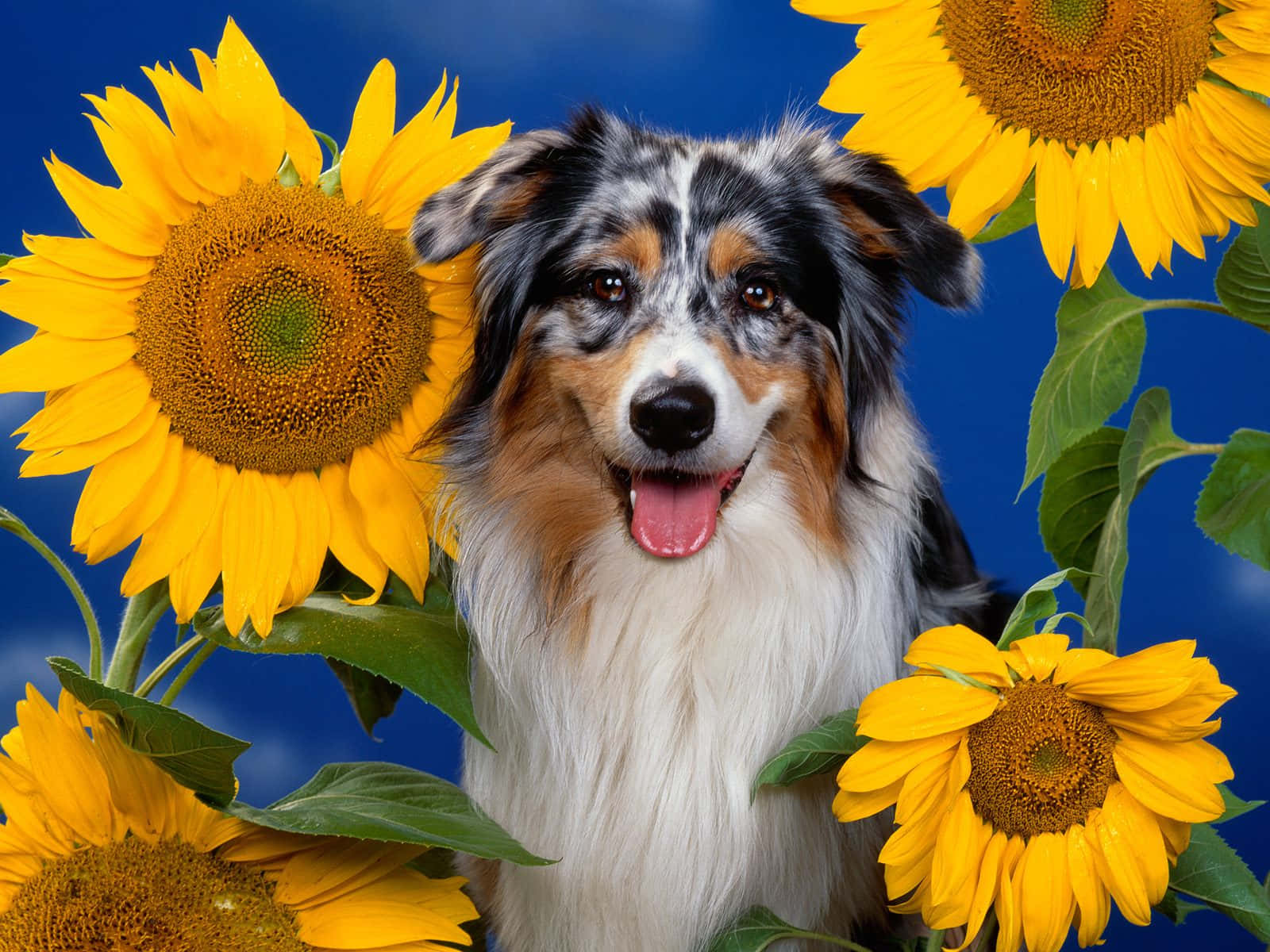 狗 桌布 壁紙 — 一隻快樂的梅爾澳洲牧羊犬在鮮豔的藍色背景下，被明亮的黃色向日葵包圍，伸出舌頭微笑。