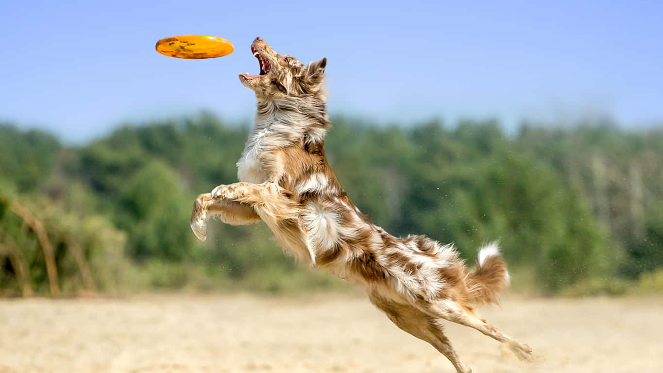 1366x768 Frisbee 桌布 壁紙 — 一隻快樂的棕白狗在沙地田野中高高躍起，在晴朗的藍天下接住一個亮黃色的飛盤。