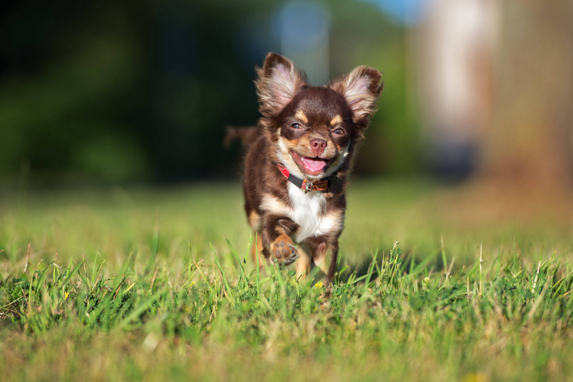 Chihuahua 桌布 壁紙 — 一隻快樂的棕白色吉娃娃幼犬在陽光下穿過充滿活力的綠草，耳朵隨風飄動。
