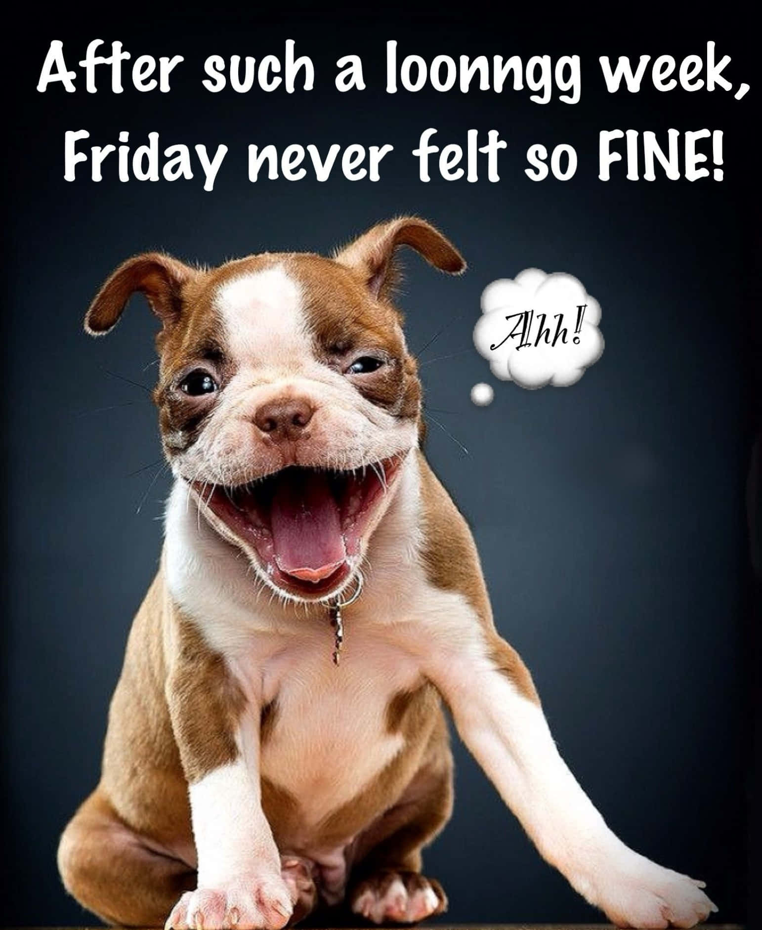 Friday Funny 桌布 壁紙 — 一隻快樂的棕白色小狗張大嘴巴，開心地坐在深色背景前，散發出純粹的星期五興奮。
