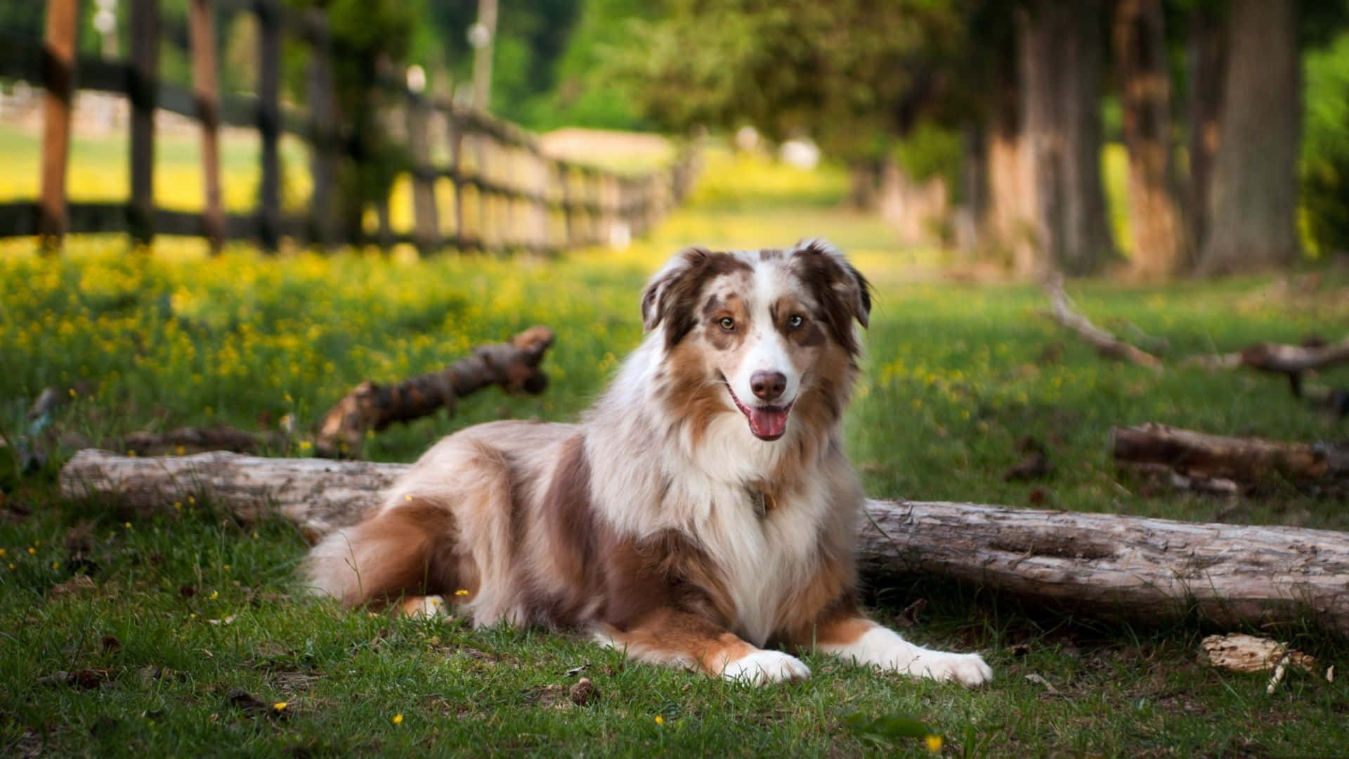 動物 桌布 壁紙 — 一隻快樂的棕白色澳洲牧羊犬躺在草地上，旁邊有木頭，在一個陽光明媚、有樹木和籬笆的田野裡。