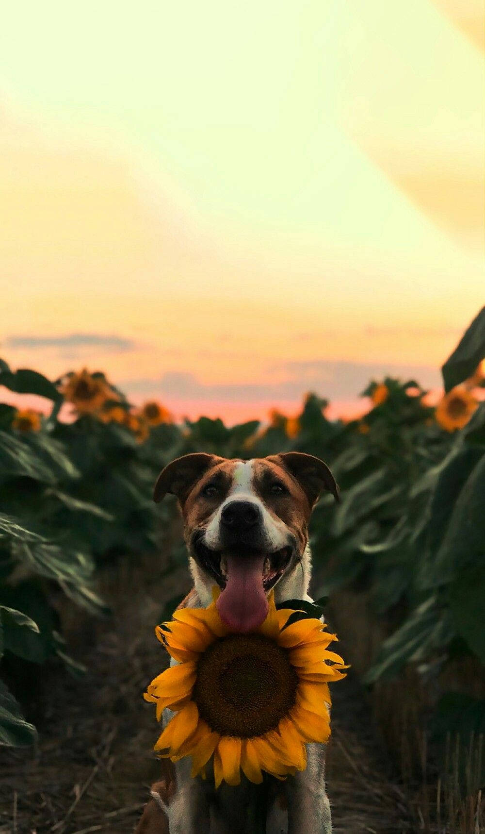 動物 桌布 壁紙 — 一隻快樂的棕白色狗伸出舌頭，在日落時分的田野裡拿著一朵鮮黃色的向日葵。