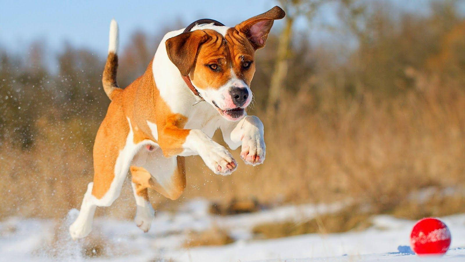 Big Dog 桌布 壁紙 — 一隻快樂的棕白色狗在雪空中跳躍，追逐冬季田野中的紅色球。