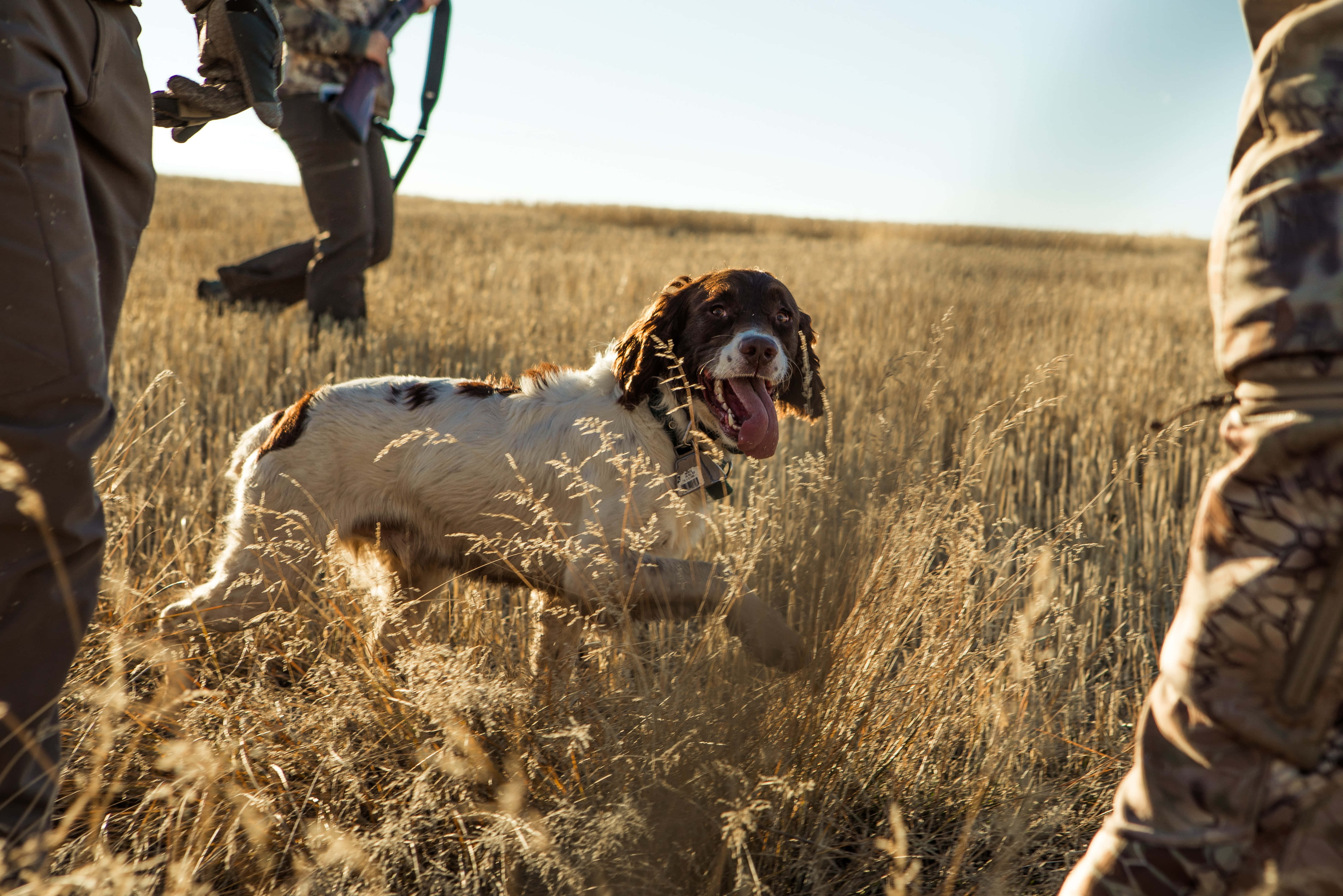 狗 桌布 壁紙 — 一隻快樂的棕白色獵犬穿過高高的金色草叢奔跑，附近有穿著迷彩服的獵人。