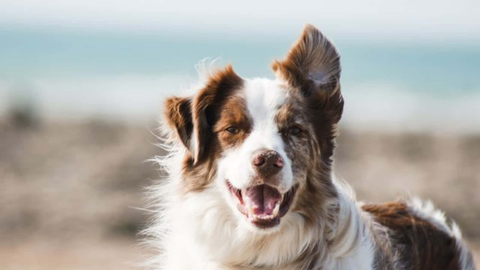 狗 桌布 壁紙 — 一隻快樂的棕白色邊境牧羊犬，豎起耳朵，張開嘴巴，在沙灘上以海洋為背景對著鏡頭微笑。