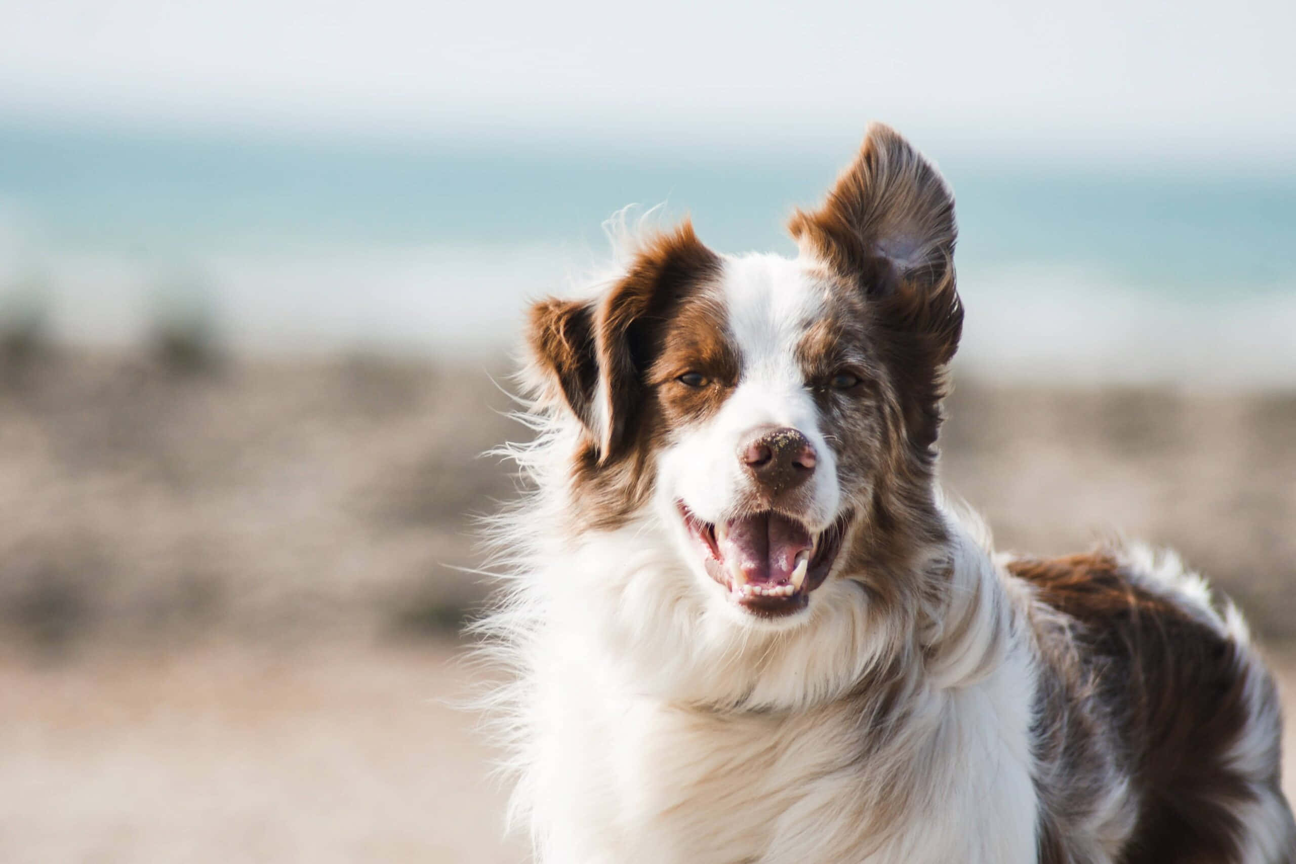 border collie 桌布 壁紙 — 一隻快樂的棕白色邊境牧羊犬，豎起耳朵，張開嘴巴，在陽光明媚的海灘上對著鏡頭微笑。