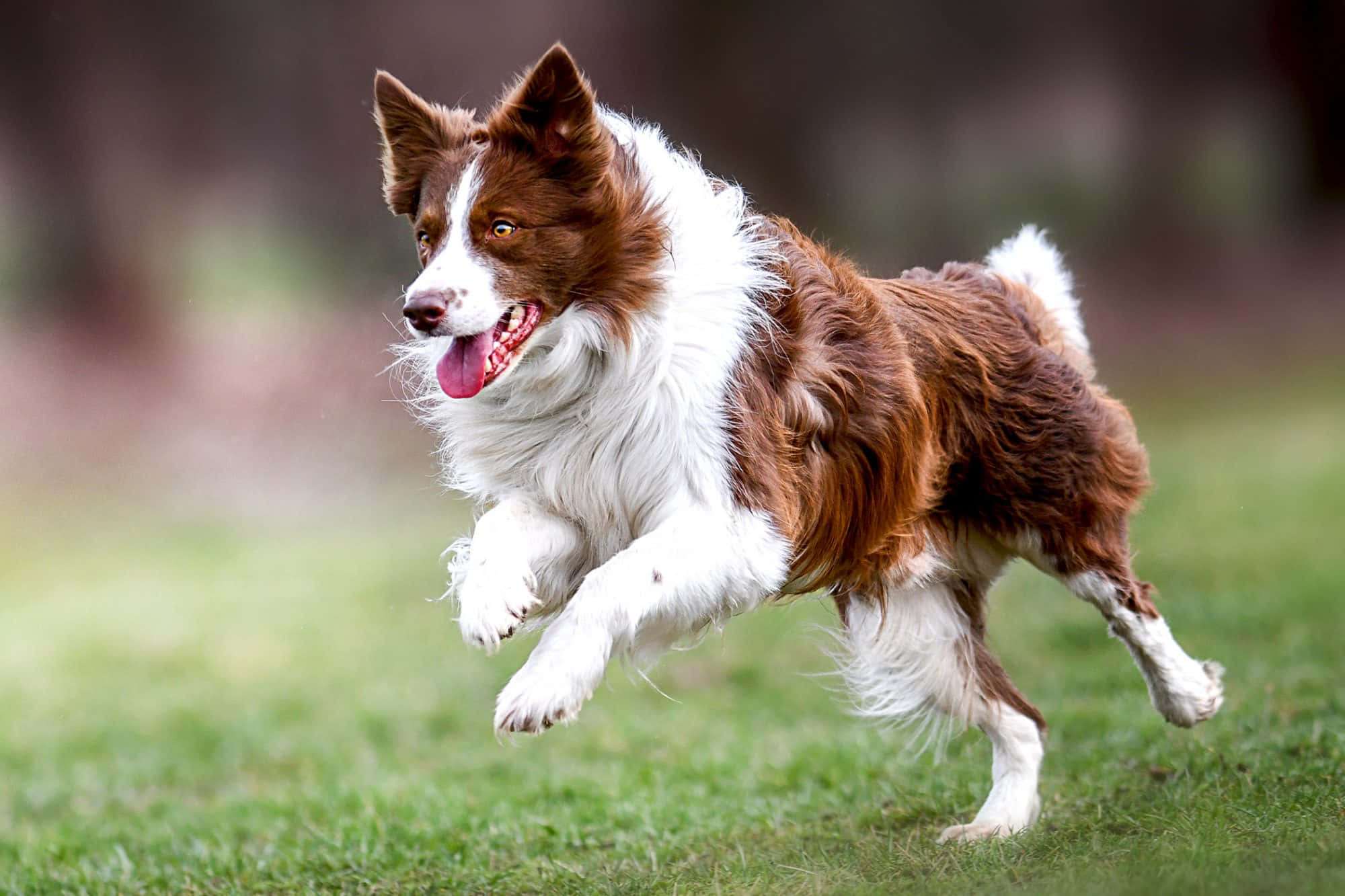 border collie 桌布 壁紙 — 一隻快樂的棕白色邊境牧羊犬在陽光明媚的草地上跳躍，舌頭伸出，眼睛明亮。