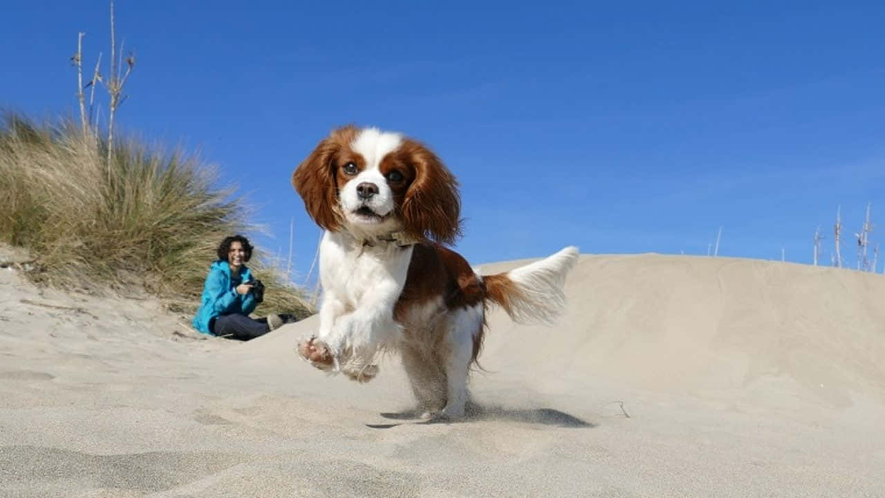 狗 桌布 壁紙 — 一隻快樂的棕白色騎士查理王小獵犬在陽光照耀的沙丘上躍起，身後有一位穿著藍色外套、微笑蹲著的人。