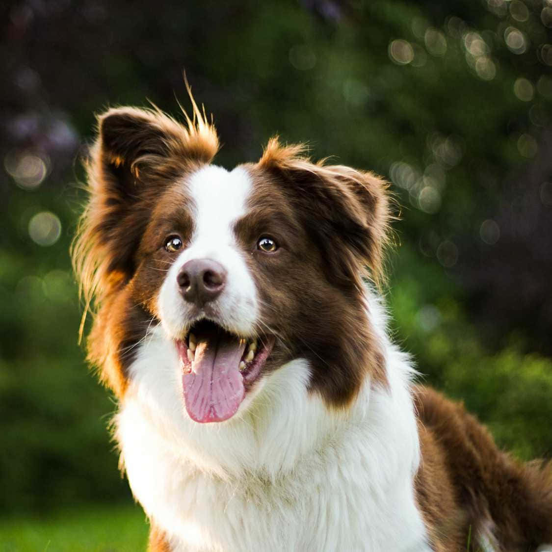 border collie 桌布 壁紙 — 一隻快樂的棕白邊境牧羊犬伸出舌頭，在柔和的綠色散景背景下燦爛地微笑。