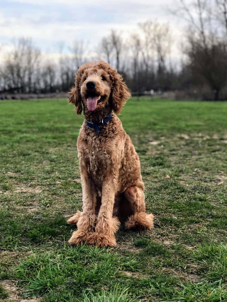 Goldendoodle 桌布 壁紙 — 一隻快樂的棕色捲毛狗在陰天下的綠色草地上伸出舌頭坐著。