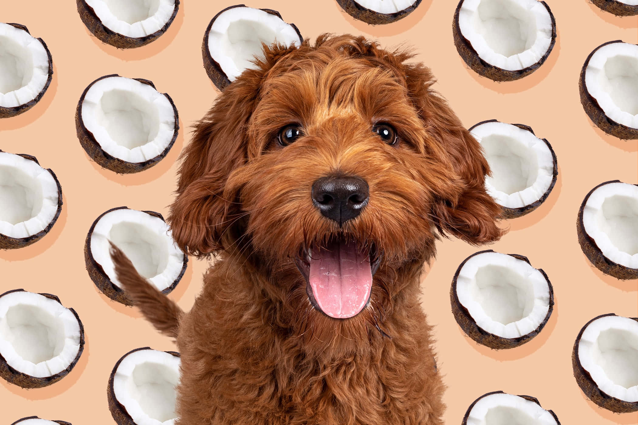 cute dogs 桌布 壁紙 — 一隻快樂的棕色毛茸茸的狗伸出舌頭，在蜜桃色背景上以半個椰子圖案微笑。