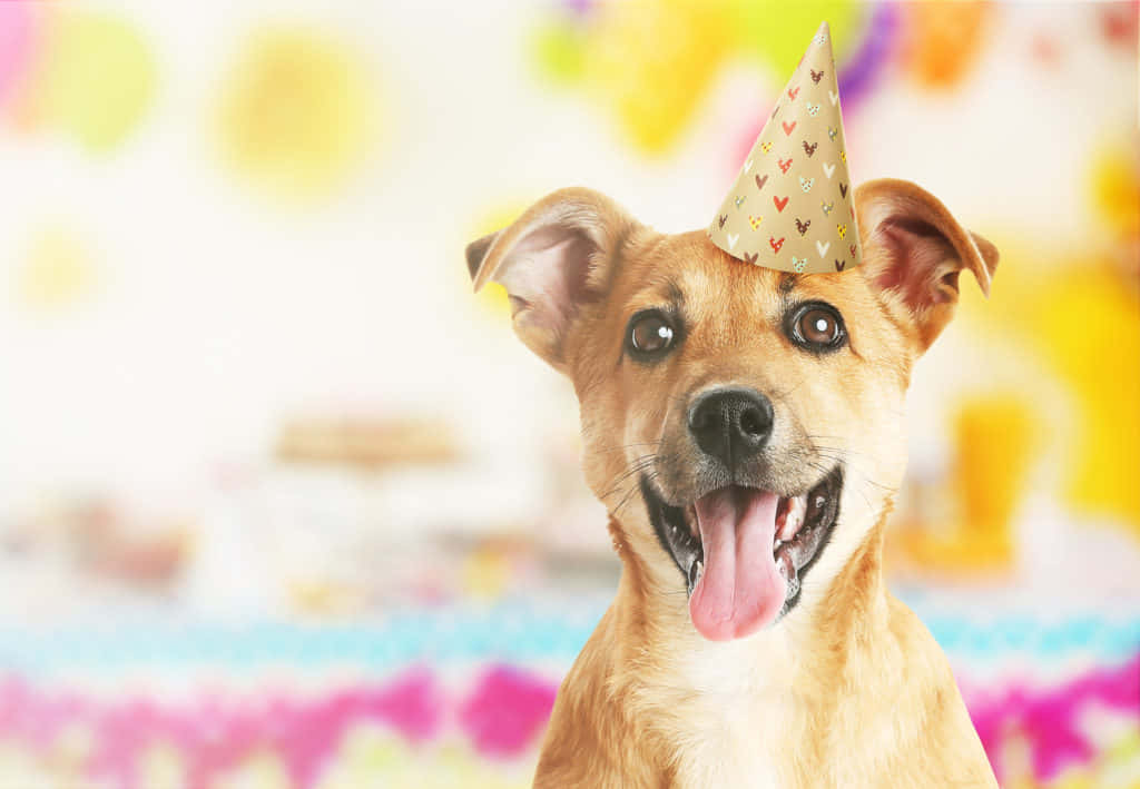 狗 桌布 壁紙 — 一隻快樂的棕色狗戴著心形圖案派對帽，伸出舌頭，背景是色彩繽紛的節日背景。