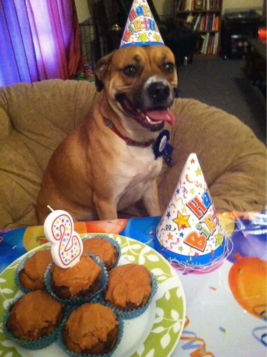 狗 桌布 壁紙 — 一隻快樂的棕色狗戴著生日帽，自豪地坐在紙杯蛋糕和派對帽旁邊的節日桌上。