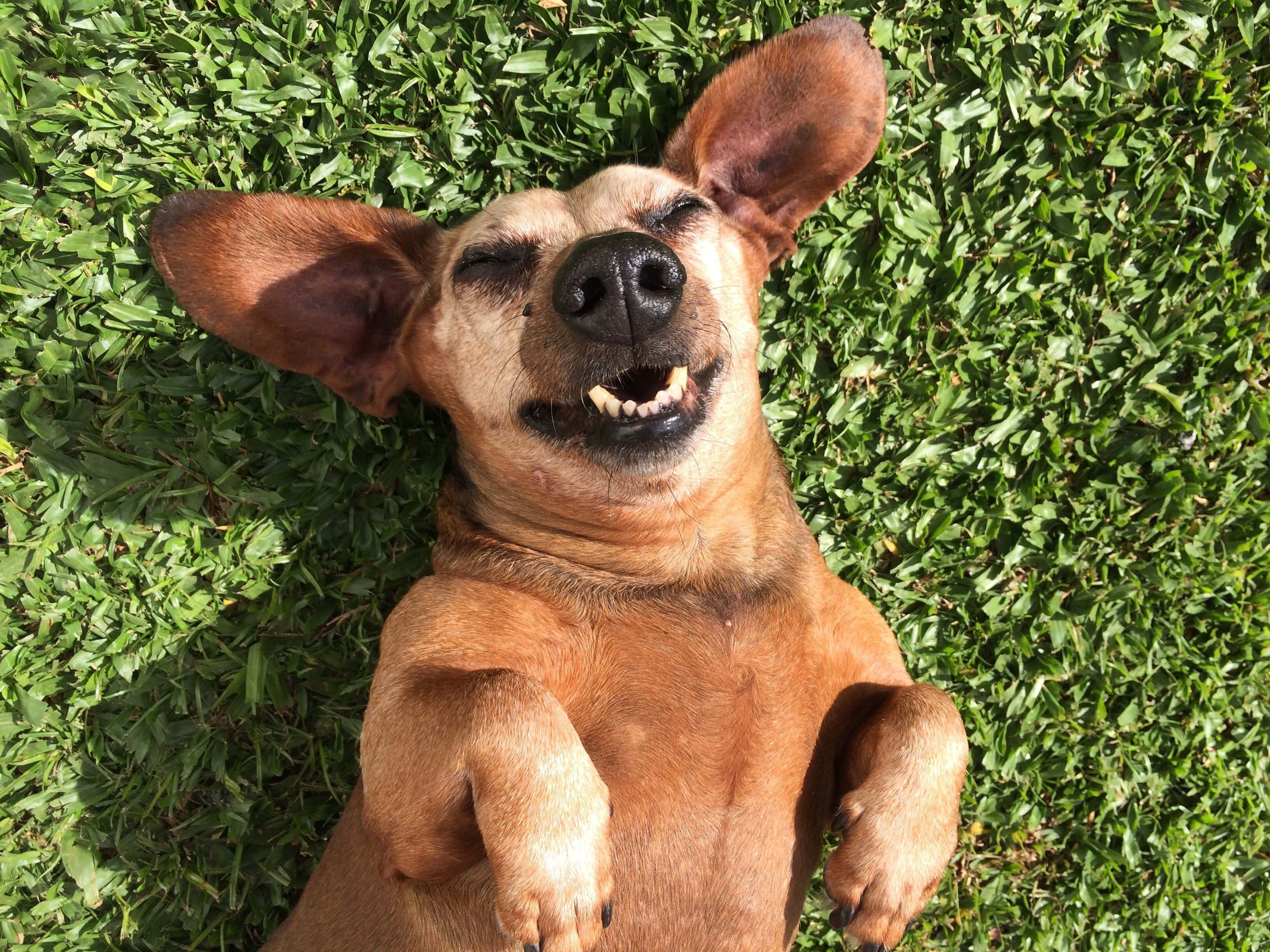 Silly Dog 桌布 壁紙 — 一隻快樂的棕色狗躺在充滿活力的綠色草地上，耳朵豎起，嘴巴張開，露出開心的笑容。