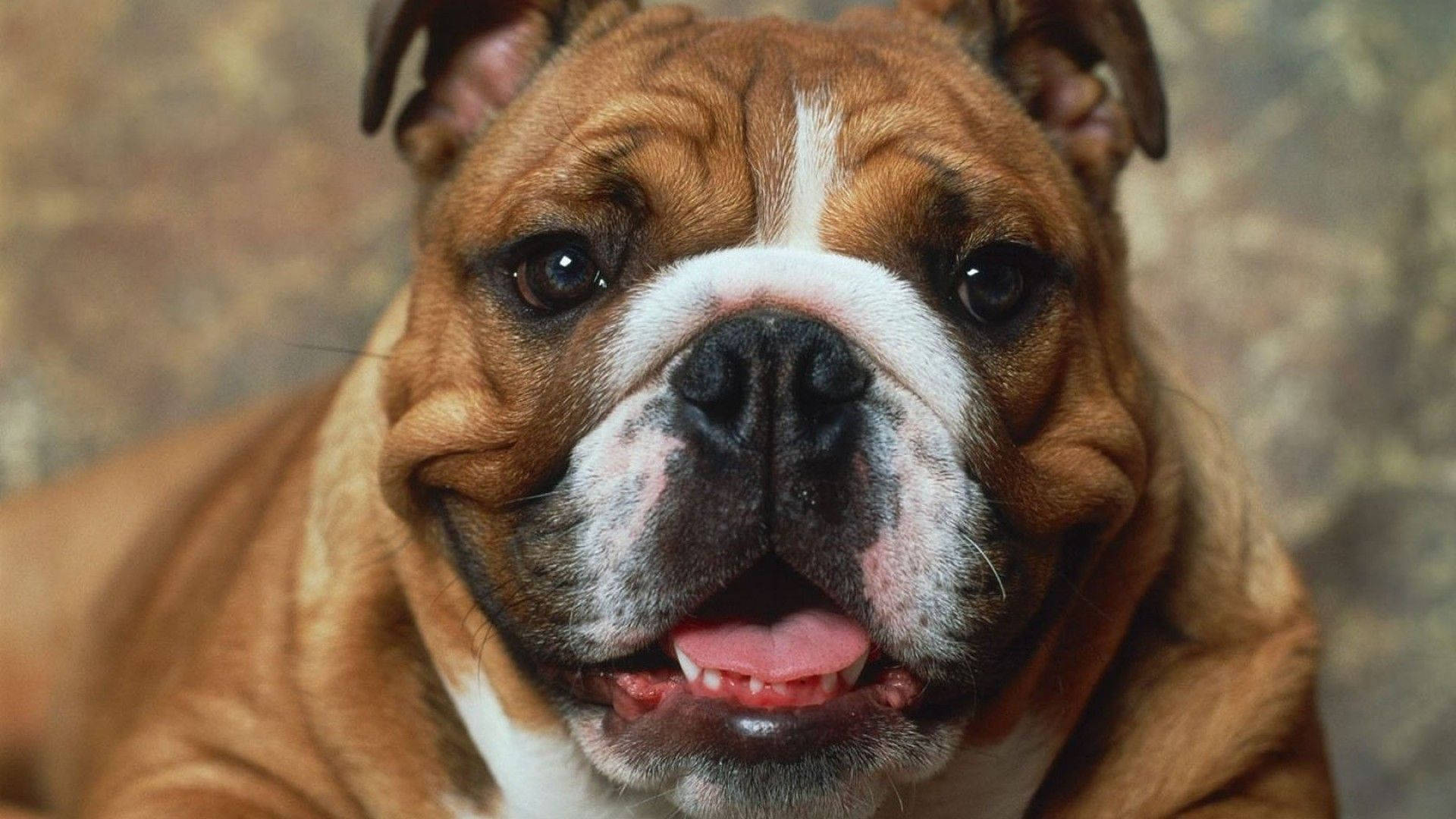 Face 桌布 壁紙 — 一隻快樂的棕色鬥牛犬特寫，白色口鼻和粉紅色舌頭，直視鏡頭。