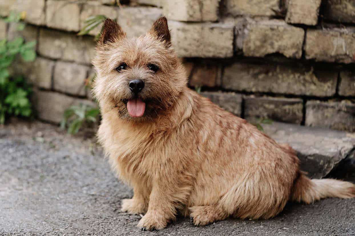 Terrier Dog 桌布 壁紙 — 一隻快樂的棕褐色凱恩爹利犬坐在碎石上，伸出舌頭，背景是風化的石牆。
