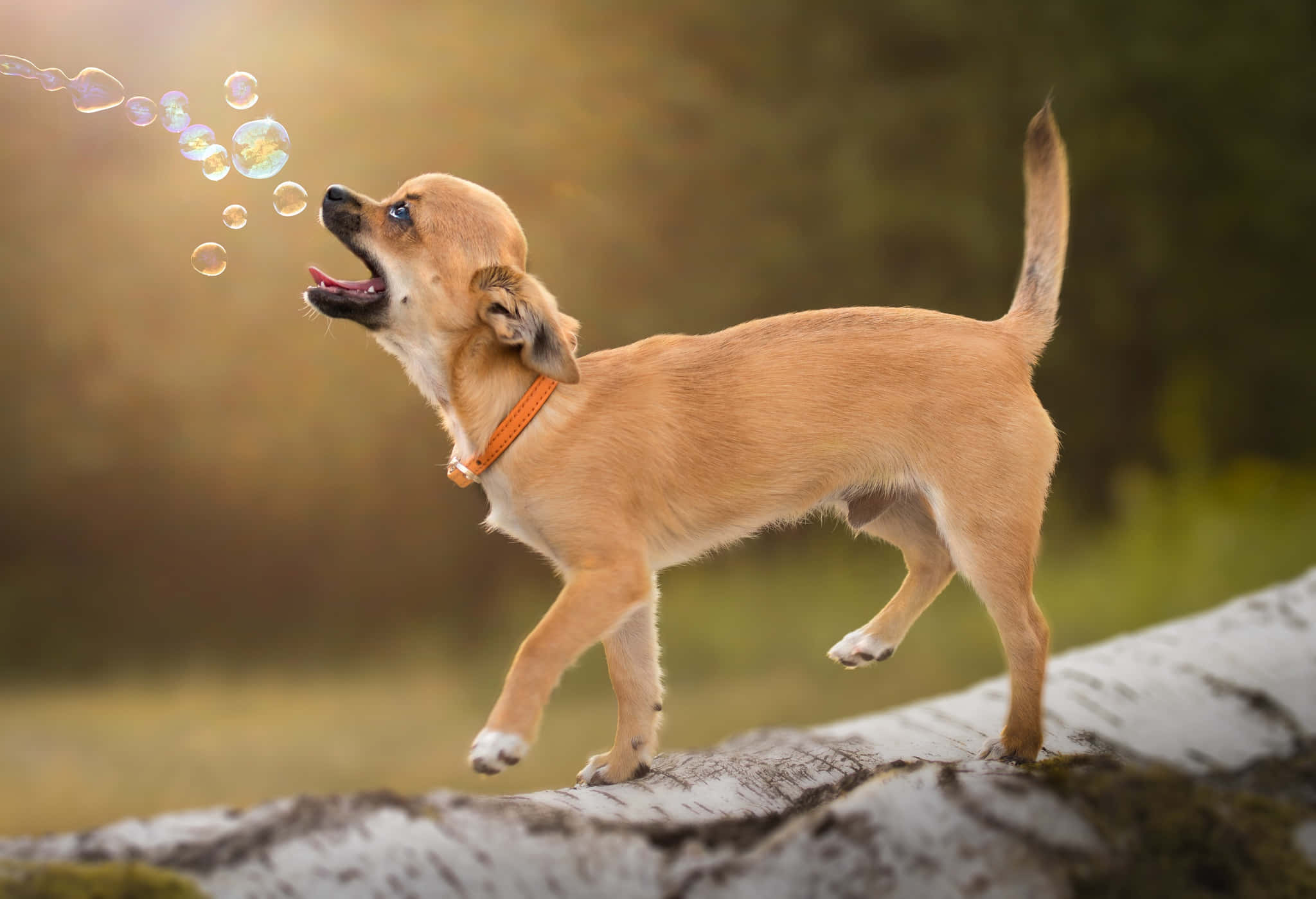 Chihuahua 桌布 壁紙 — 一隻快樂的棕褐色吉娃娃在金色陽光下，一邊在長滿苔蘚的白樺木上小跑，一邊吹出五彩繽紛的泡泡。