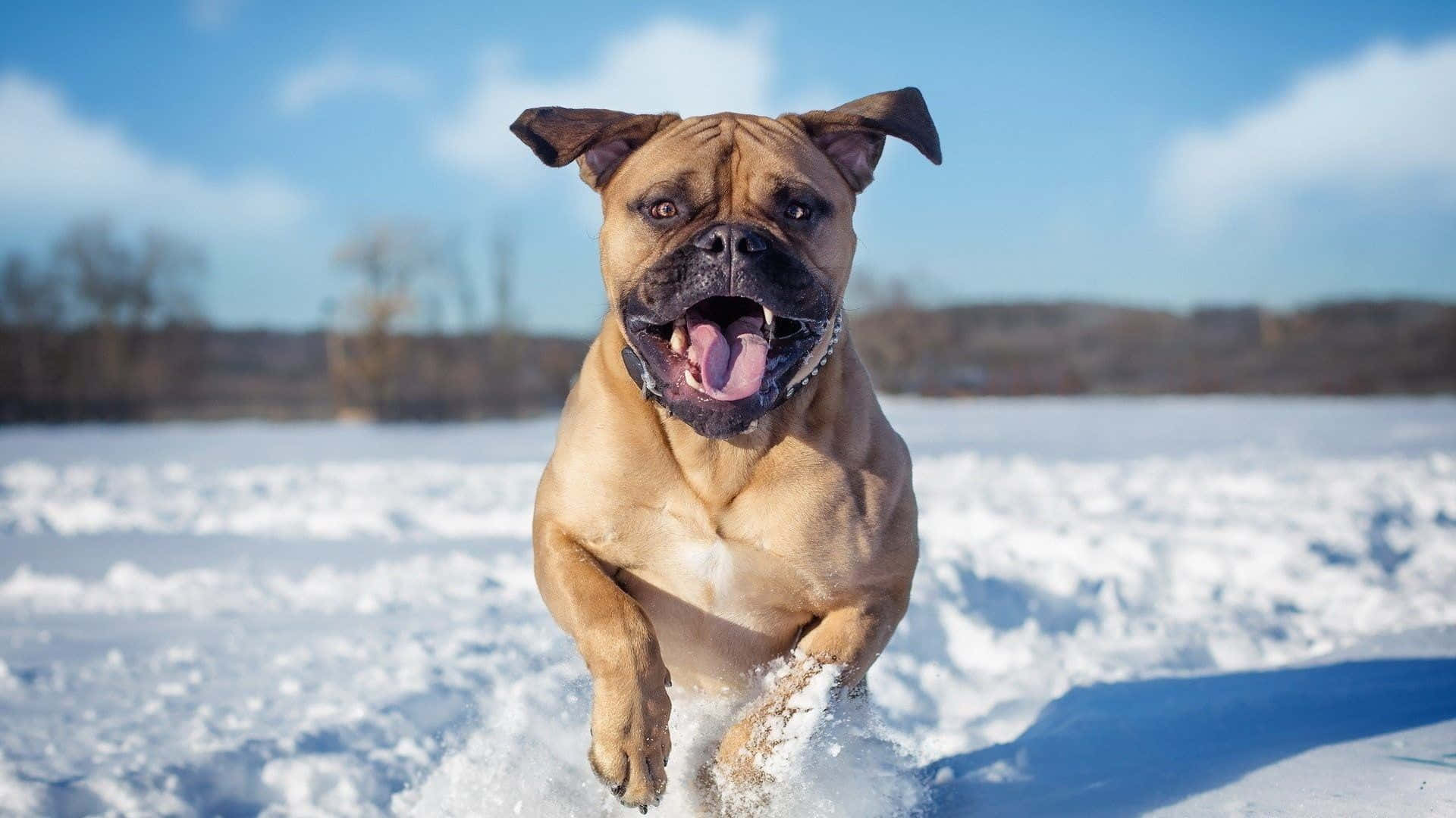 Winter Animal 桌布 壁紙 — 一隻快樂的棕褐色狗在明亮的藍天下張開嘴跳過雪地。