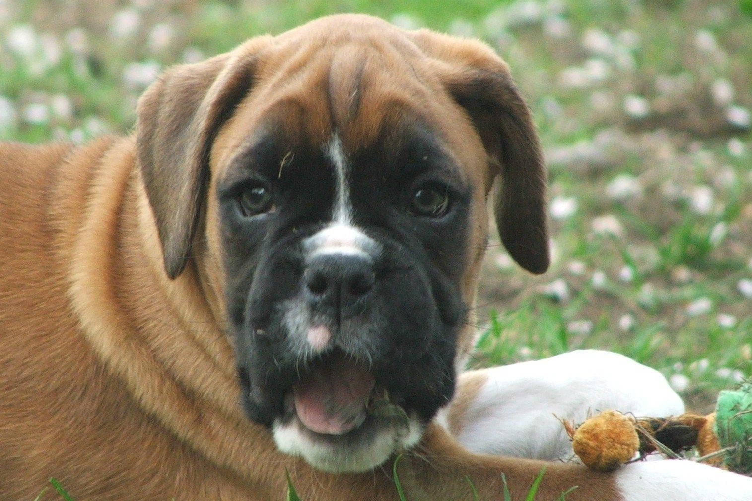 boxer 桌布 壁紙 — 一隻快樂的棕黑色拳師狗幼犬，有著垂耳，躺在草地上咬著咀嚼玩具的特寫。