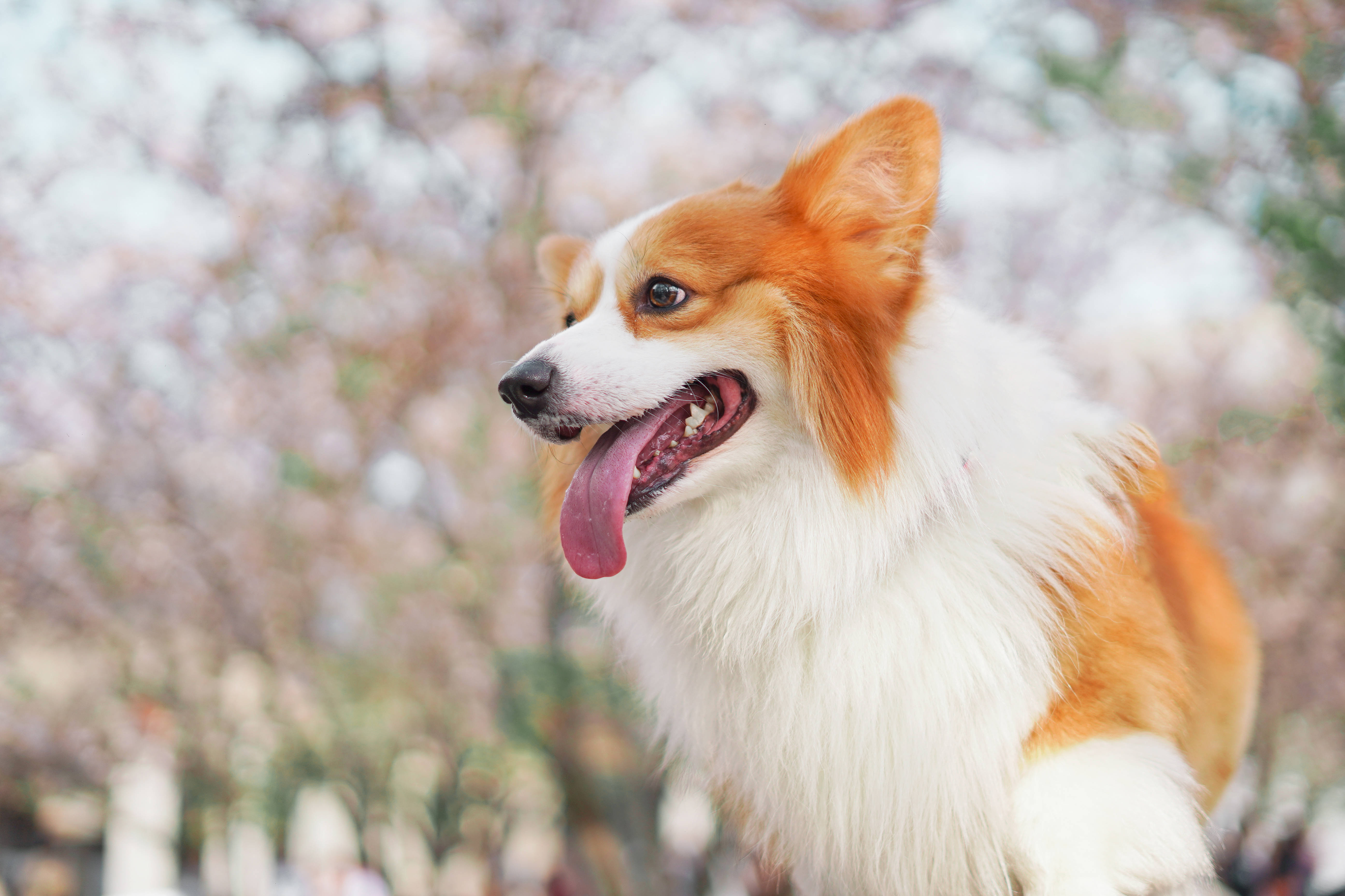 柯基 桌布 壁紙 — 一隻快樂的橙色和白色柯基犬，在柔和的模糊櫻花背景下伸出舌頭喘氣。