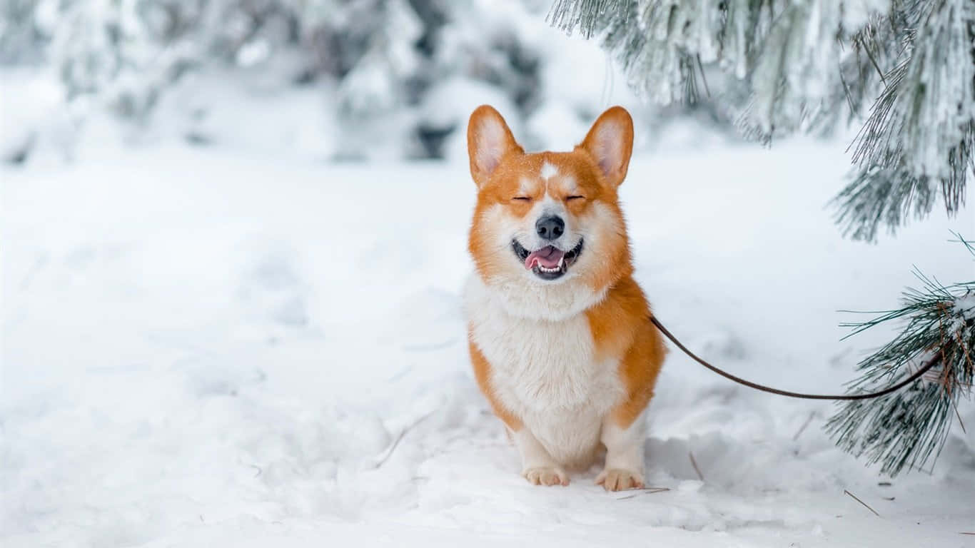 狗 桌布 壁紙 — 一隻快樂的橙色和白色柯基犬坐在深雪中，閉著眼睛，伸出舌頭，在雪松枝下。