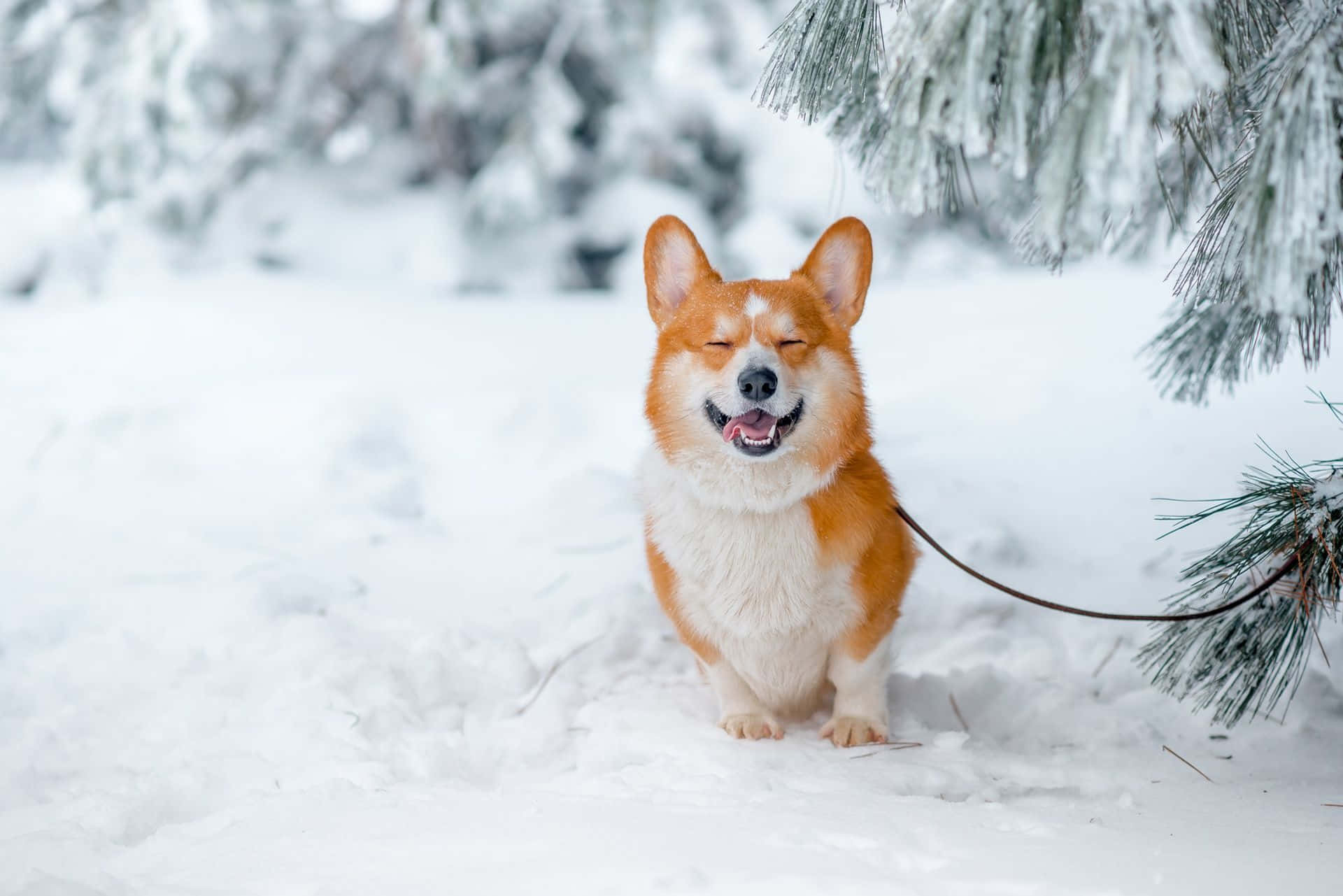 柯基 桌布 壁紙 — 一隻快樂的橙色和白色柯基閉著眼睛，在積雪深厚的雪地裡，在灑滿雪的松枝下幸福地微笑。