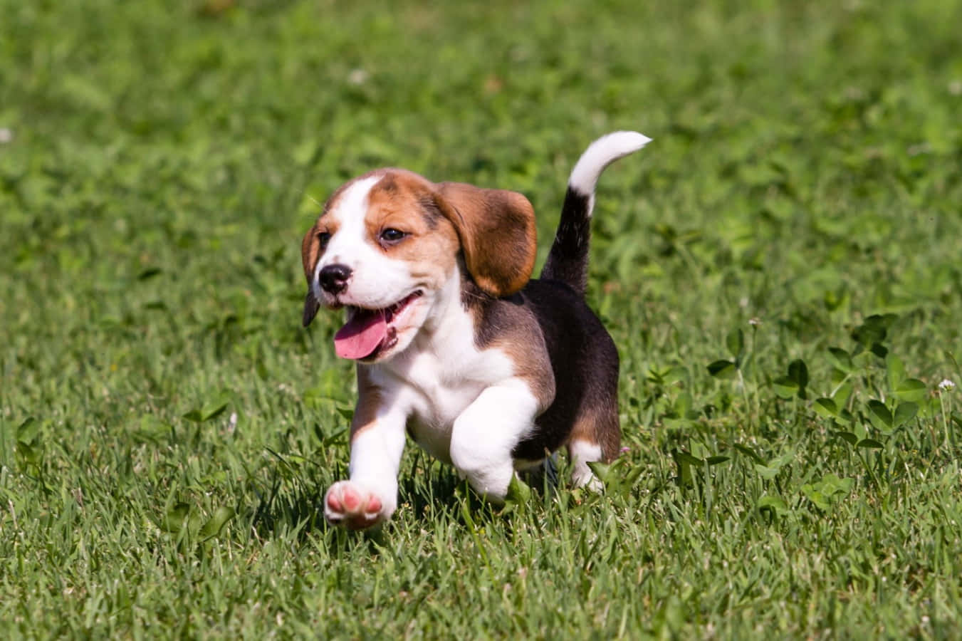 米格魯 桌布 壁紙 — 一隻快樂的比格犬幼犬，有棕色、白色和黑色的毛髮，伸出舌頭在充滿活力的綠色草地上奔跑。