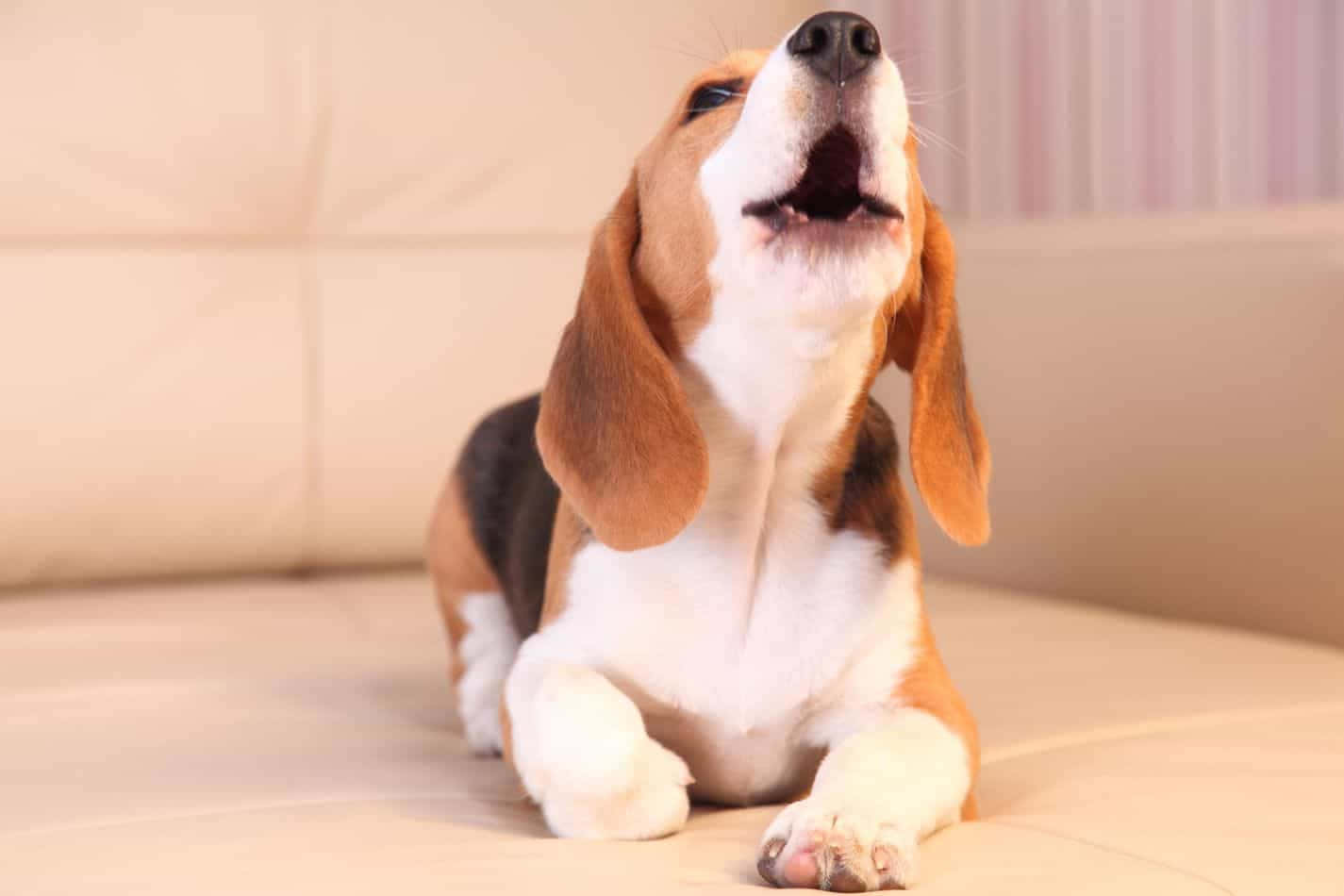 米格魯 桌布 壁紙 — 一隻快樂的比格犬幼犬，耳朵下垂，躺在米色沙發上，張開嘴巴，露出喜悅的表情。
