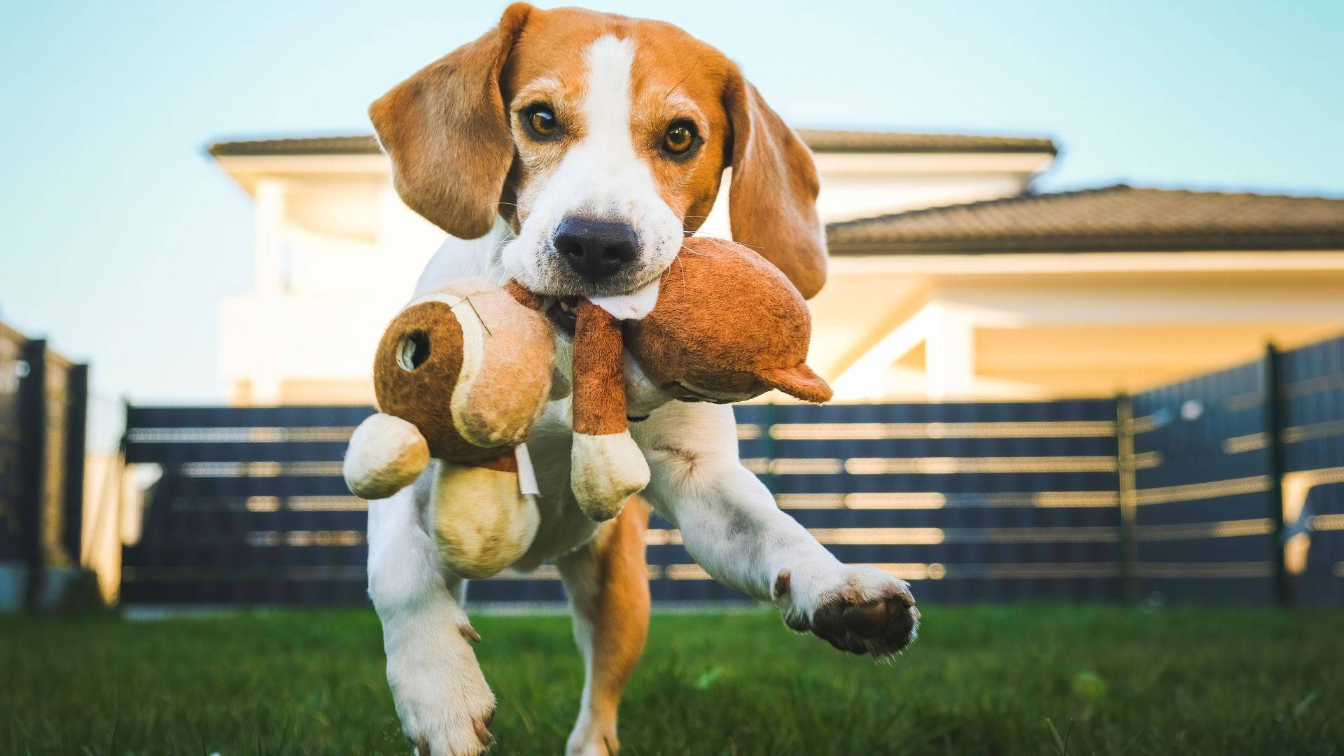 小狗 桌布 壁紙 — 一隻快樂的比格犬幼犬在陽光普照的後院跳躍，嘴裡叼著一個毛絨玩具。