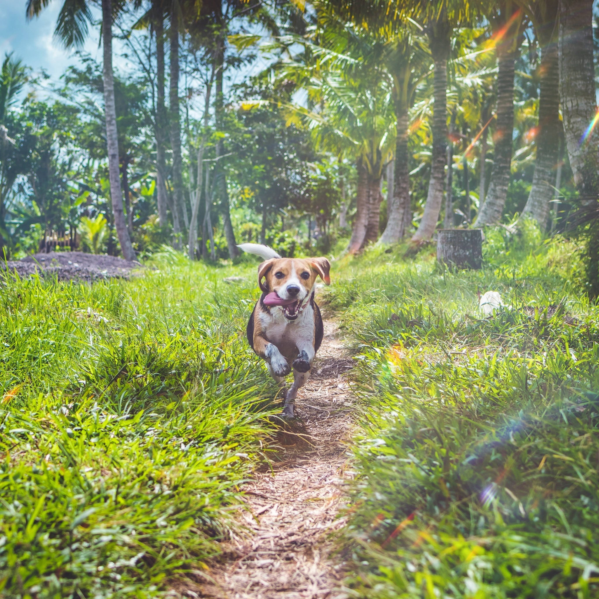 Tongue Out 桌布 壁紙 — 一隻快樂的比格犬沿著陽光明媚的泥路，穿過茂密的綠草和高大的棕櫚樹，向鏡頭跑來。